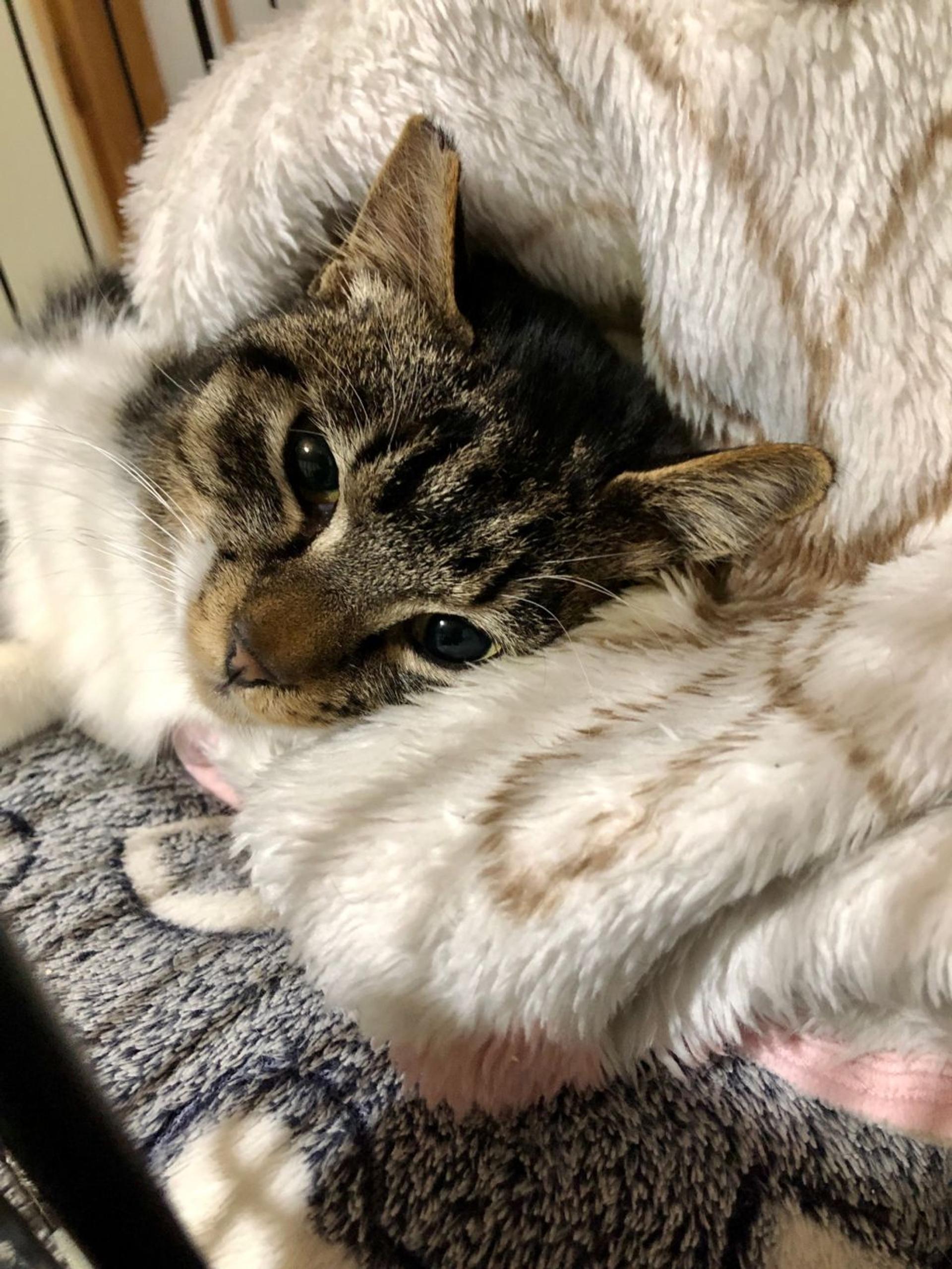 pet-image-3