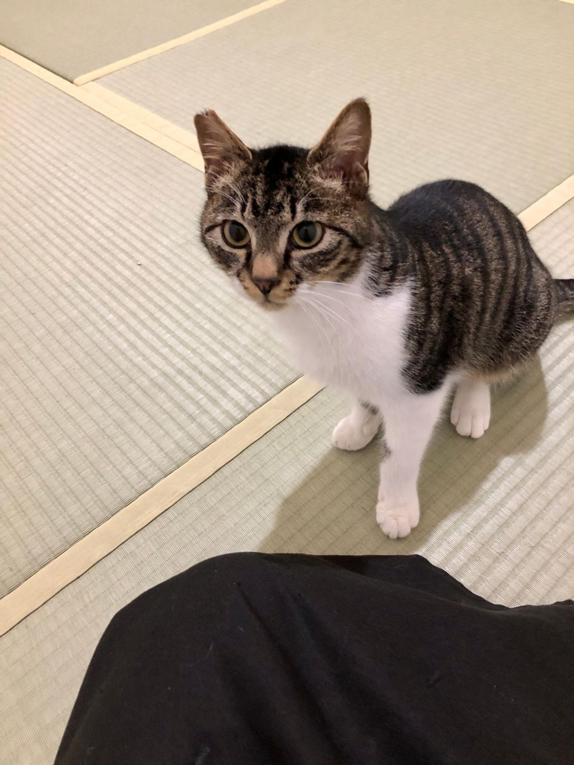 pet-image-4