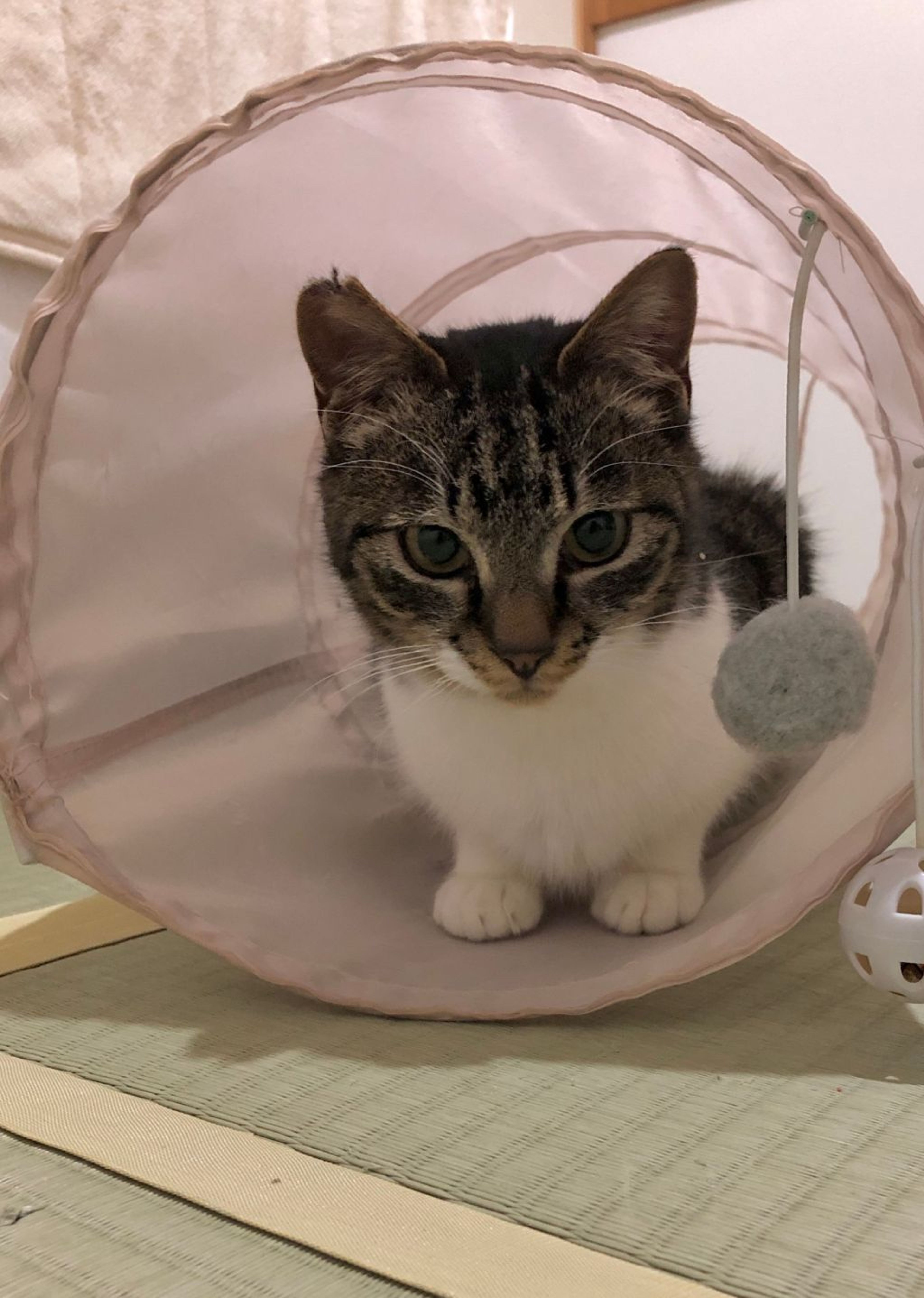 pet-image-5