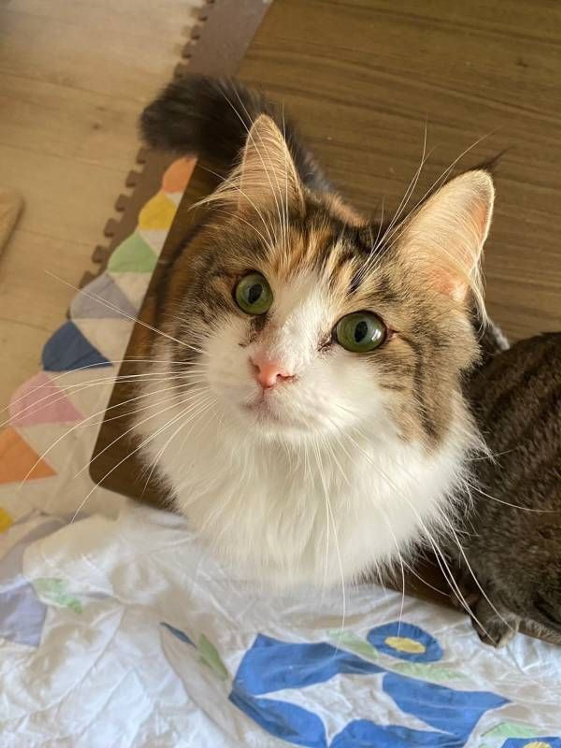 ノルウェージャンフォレストキャット・メスの里親募集の写真