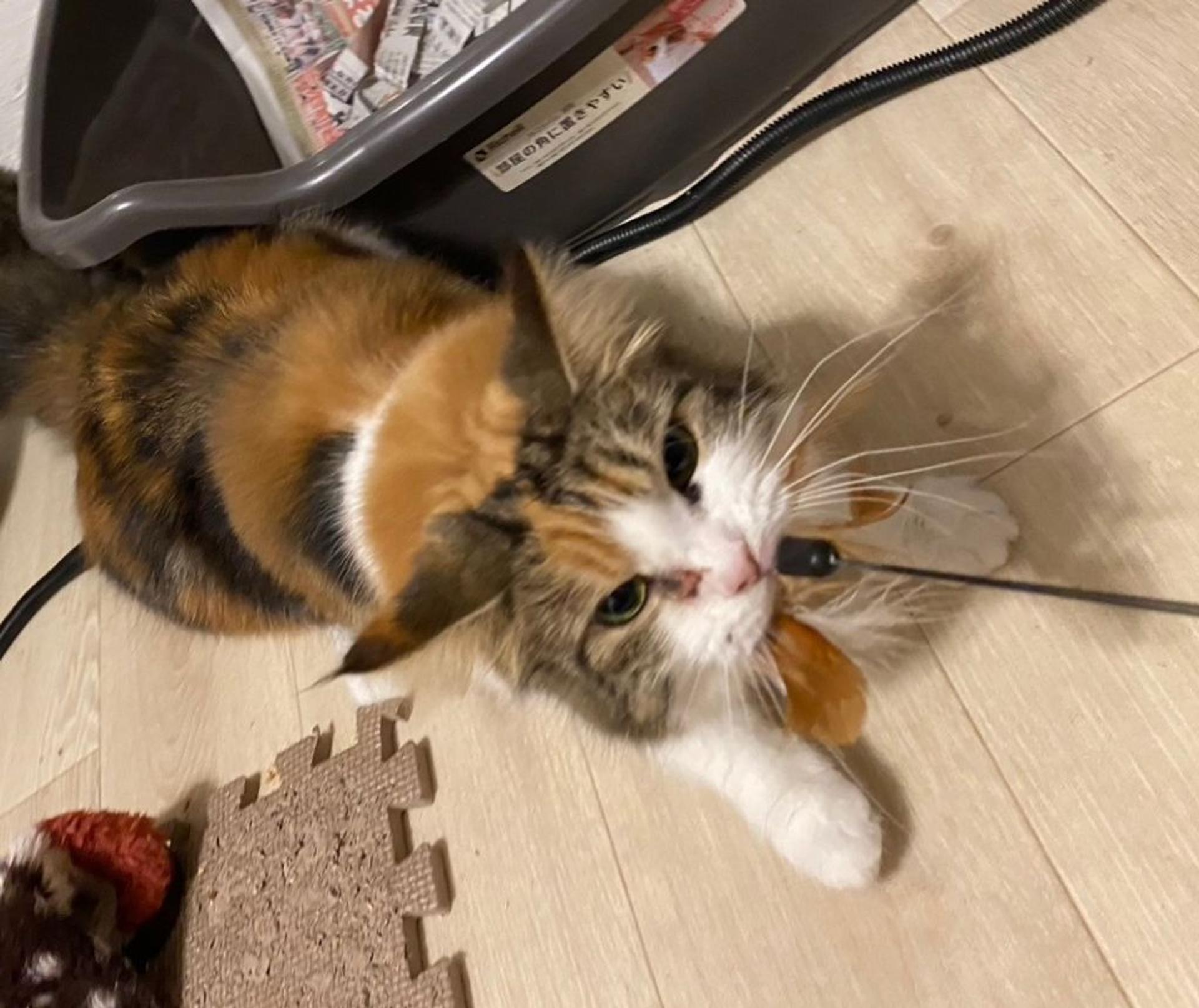 pet-image-5