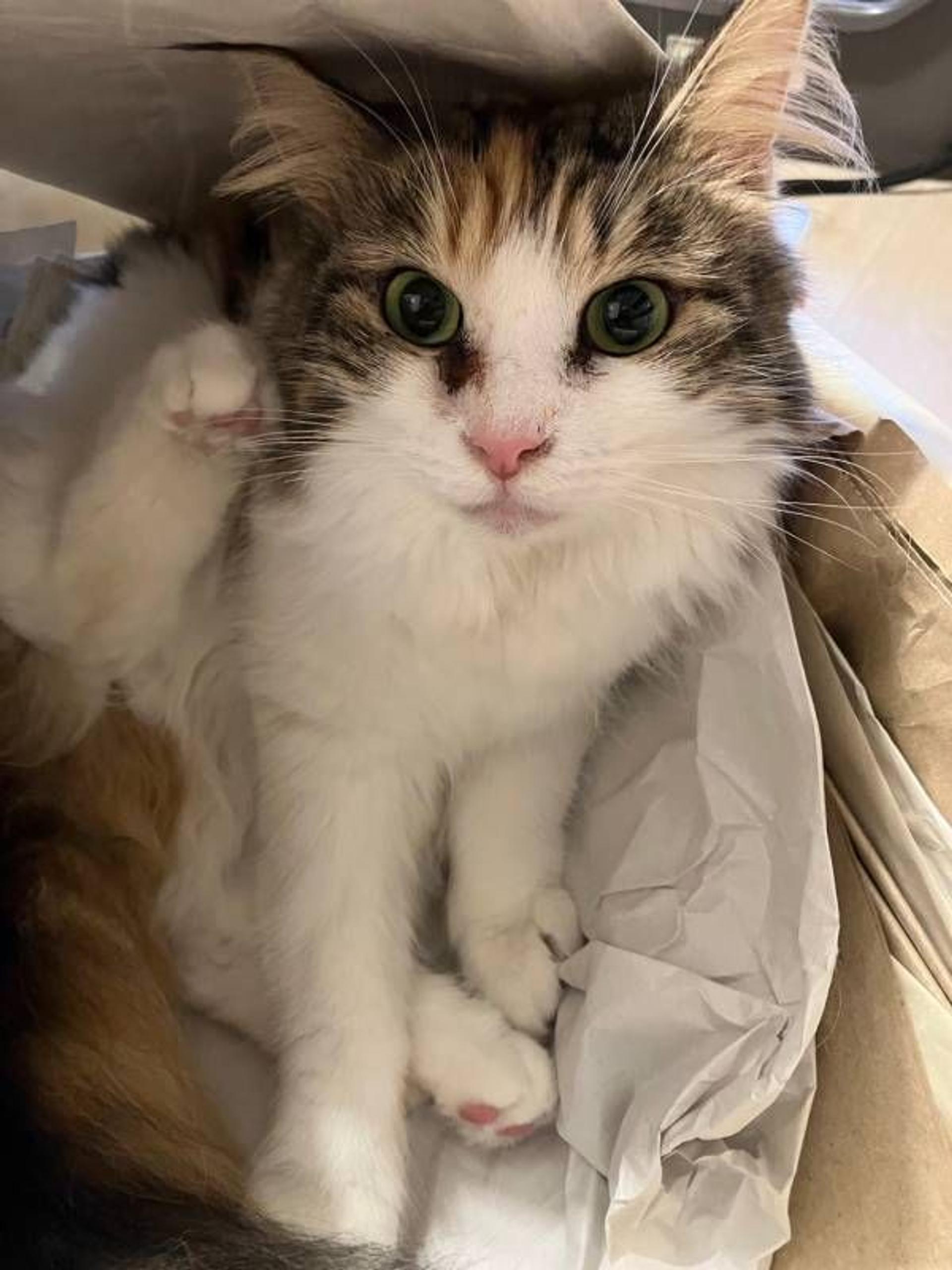 pet-image-8