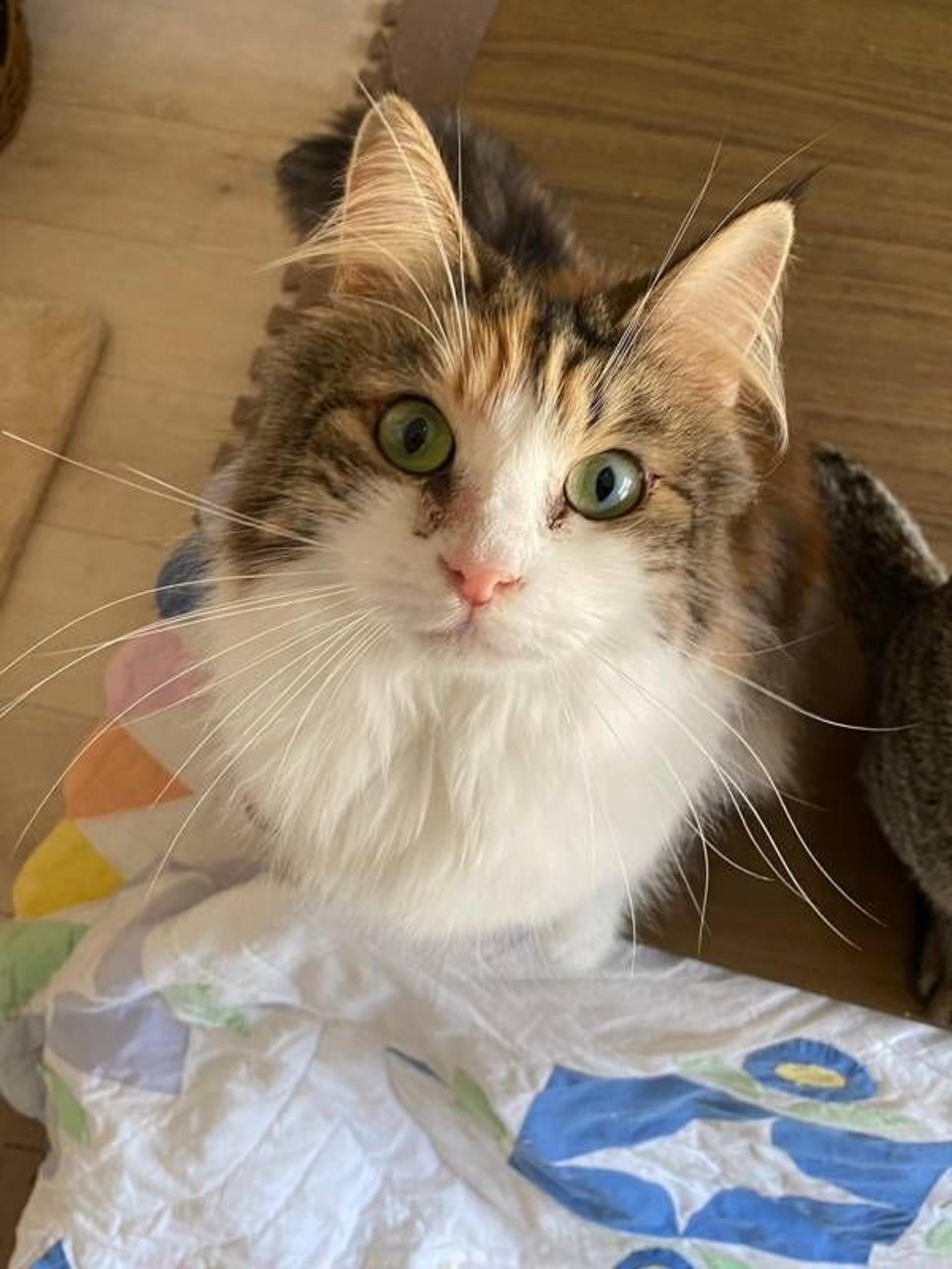 pet-image-9
