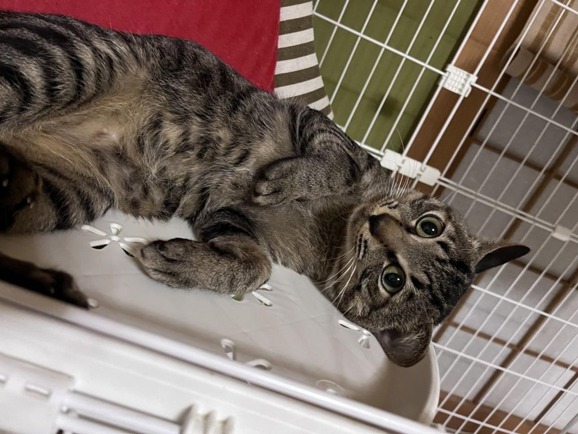 pet-image-2