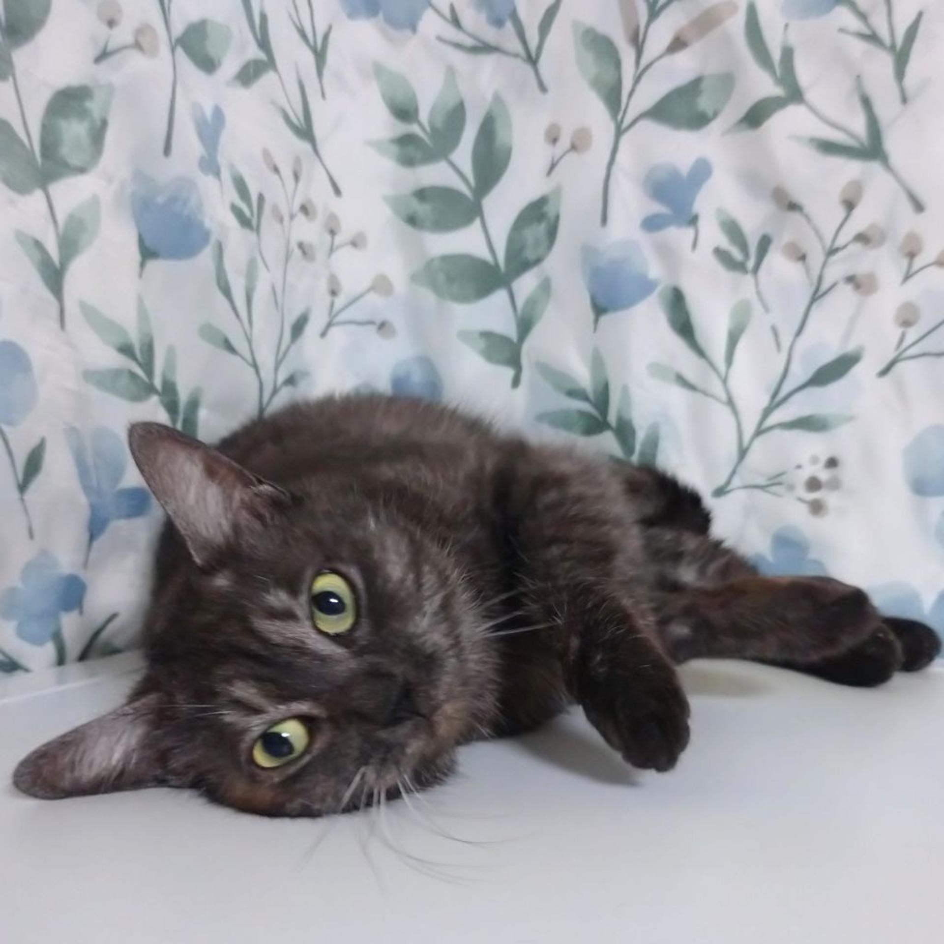 pet-image-2