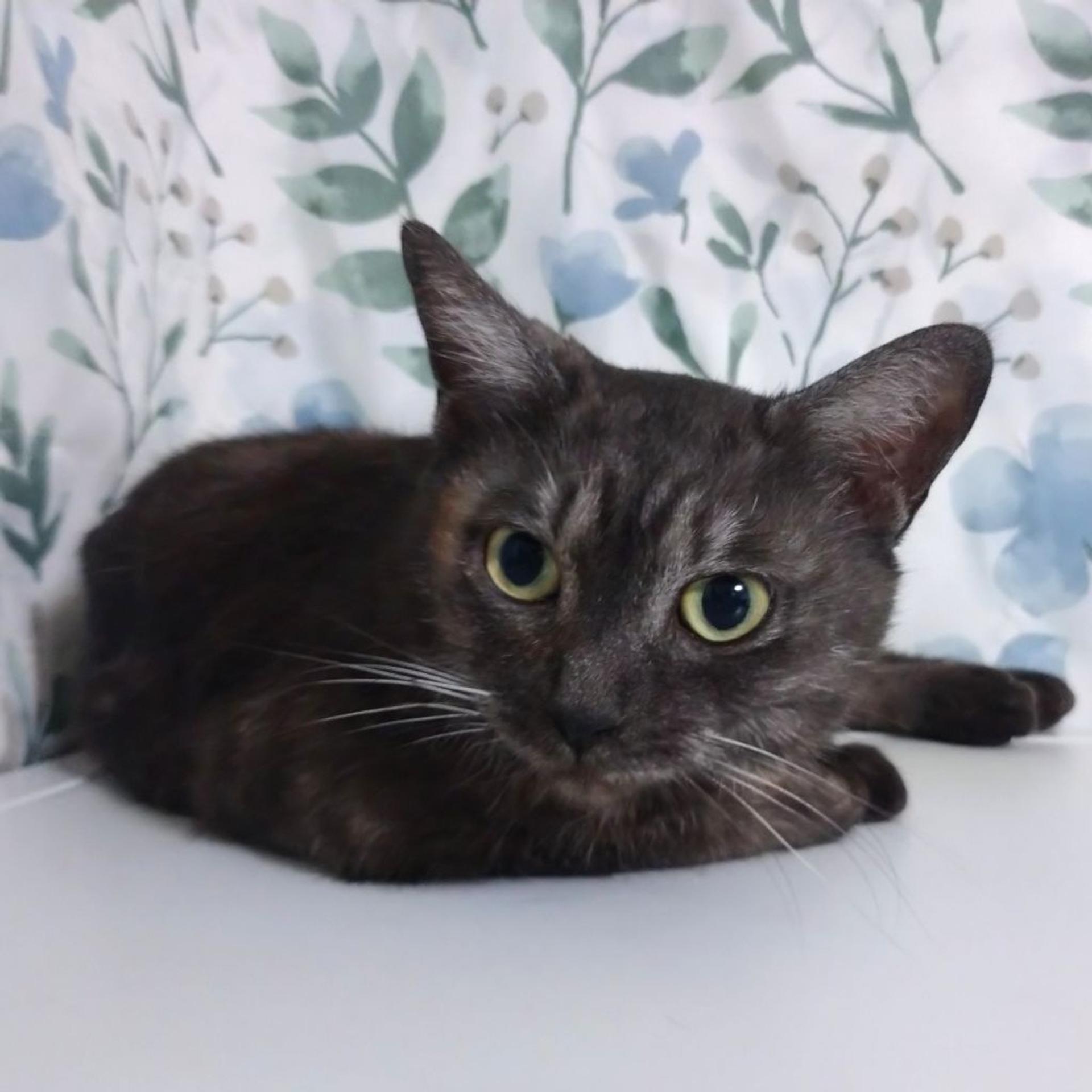pet-image-6