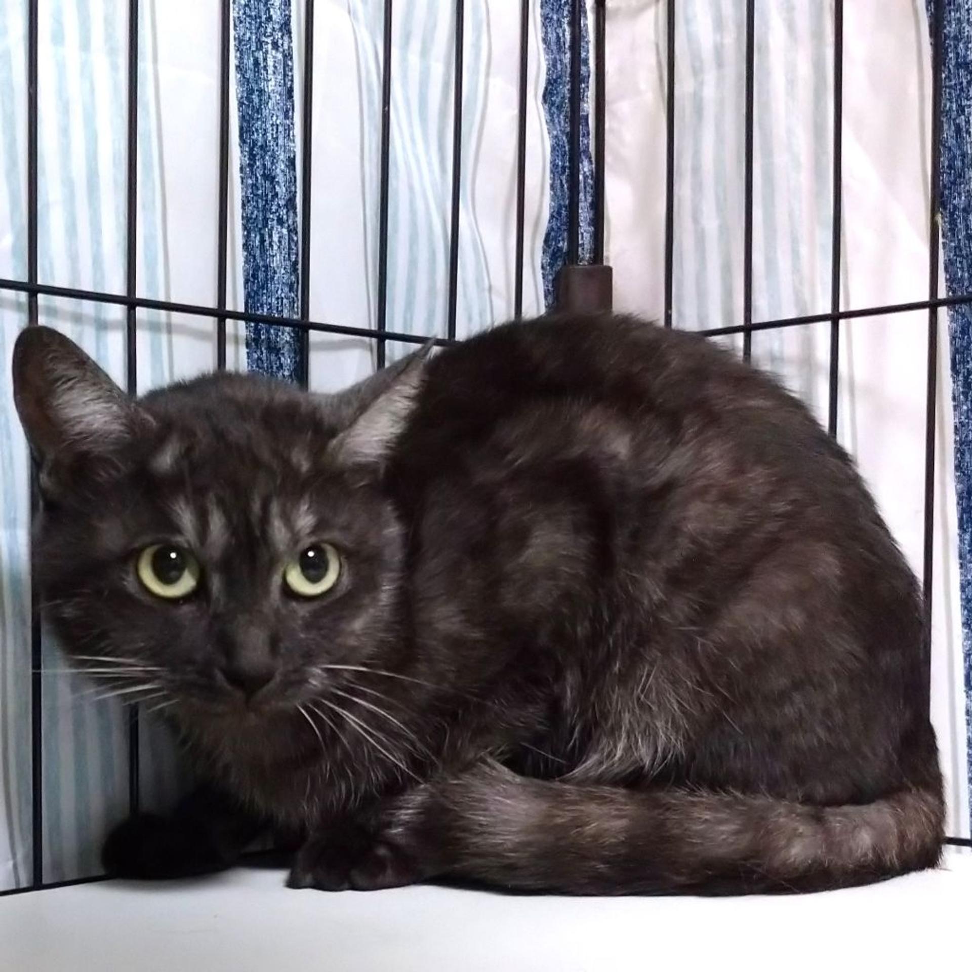 pet-image-8
