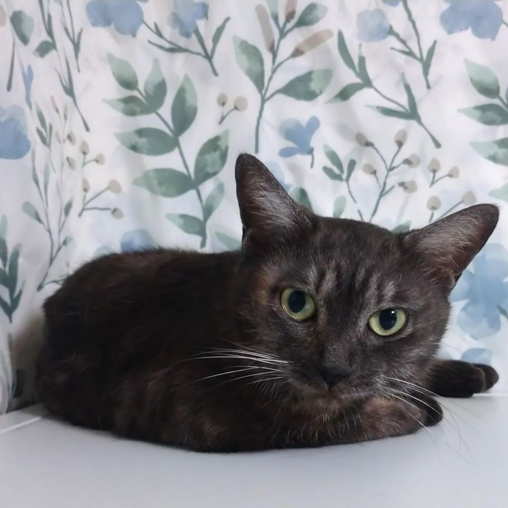 pet-image-9