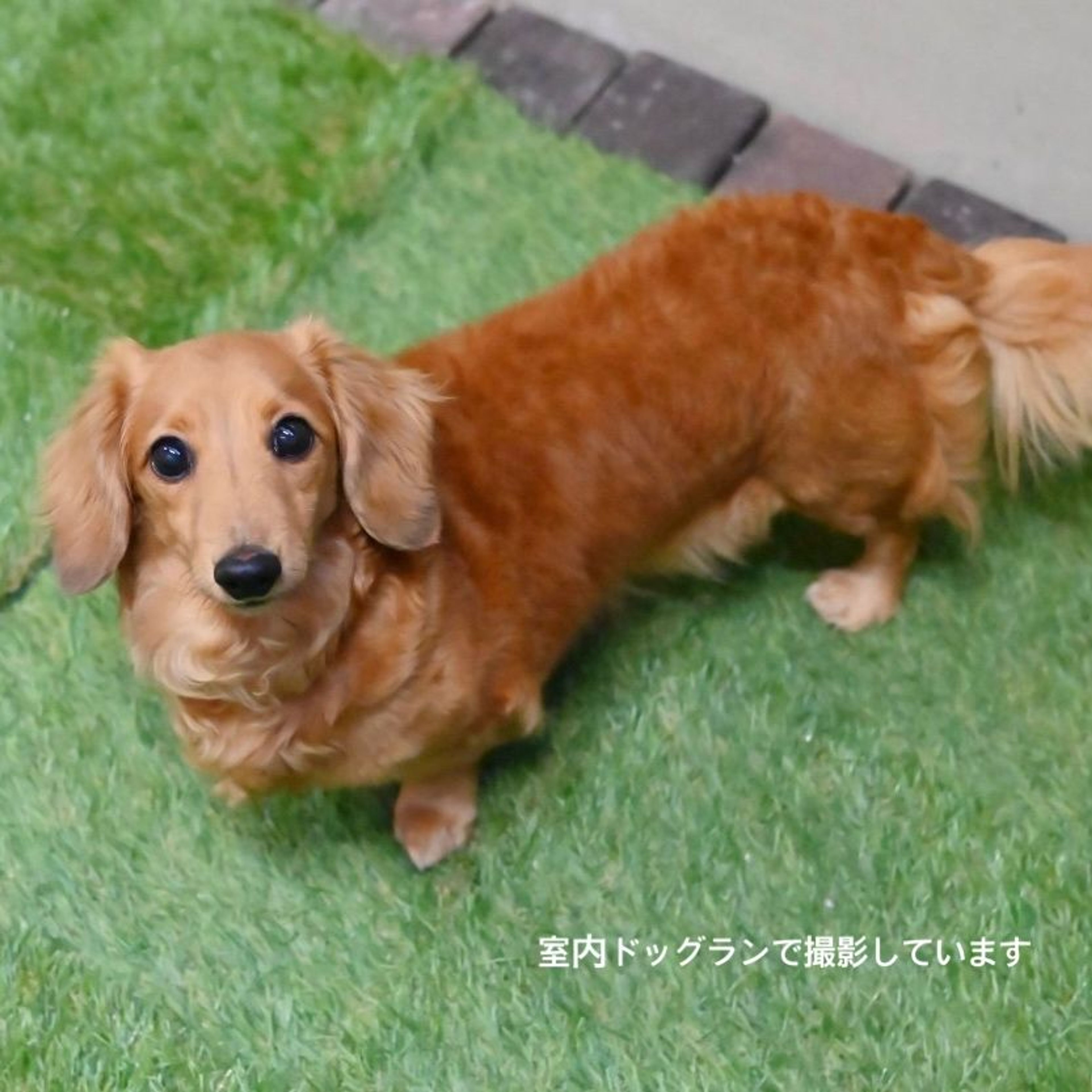 pet-image-3