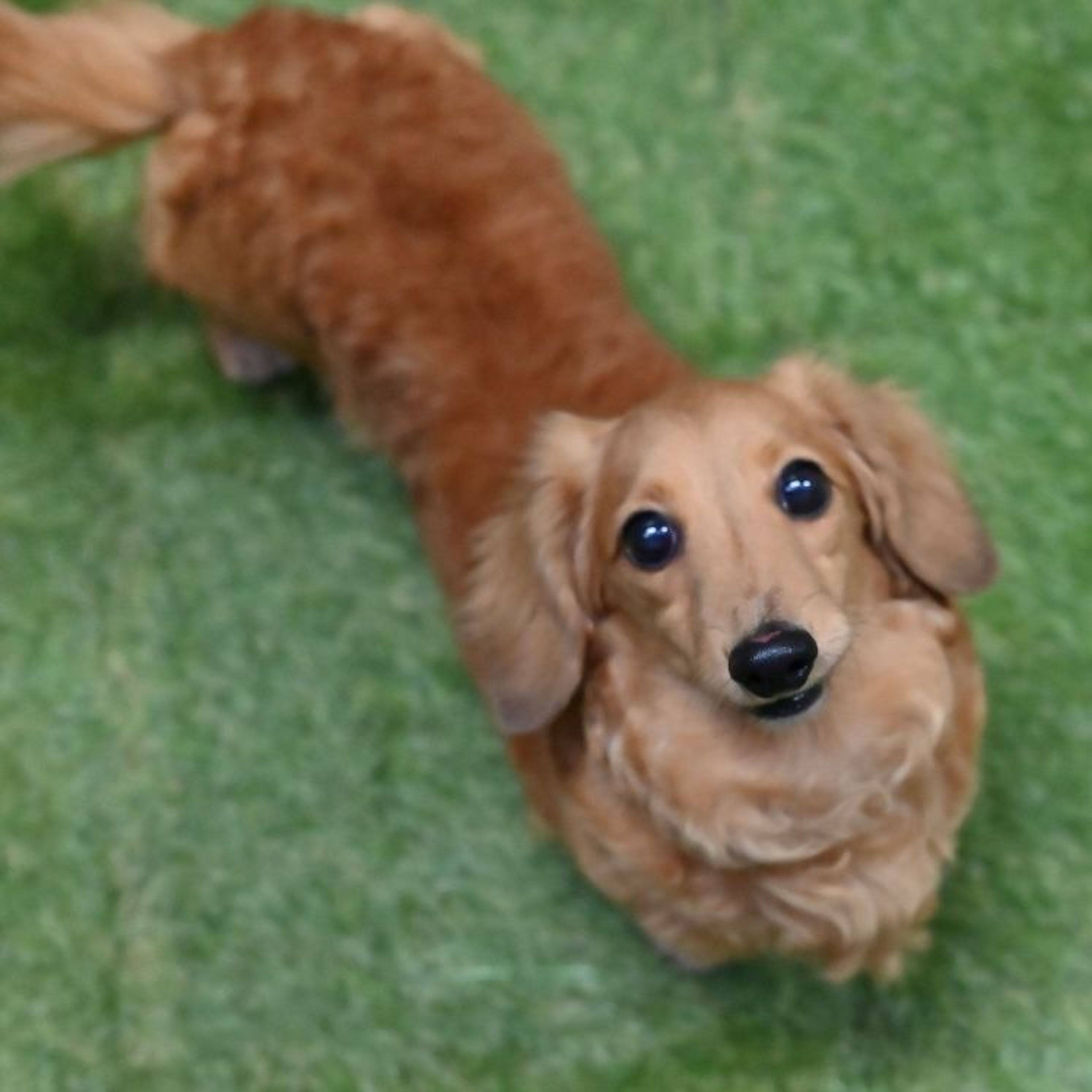 pet-image-4