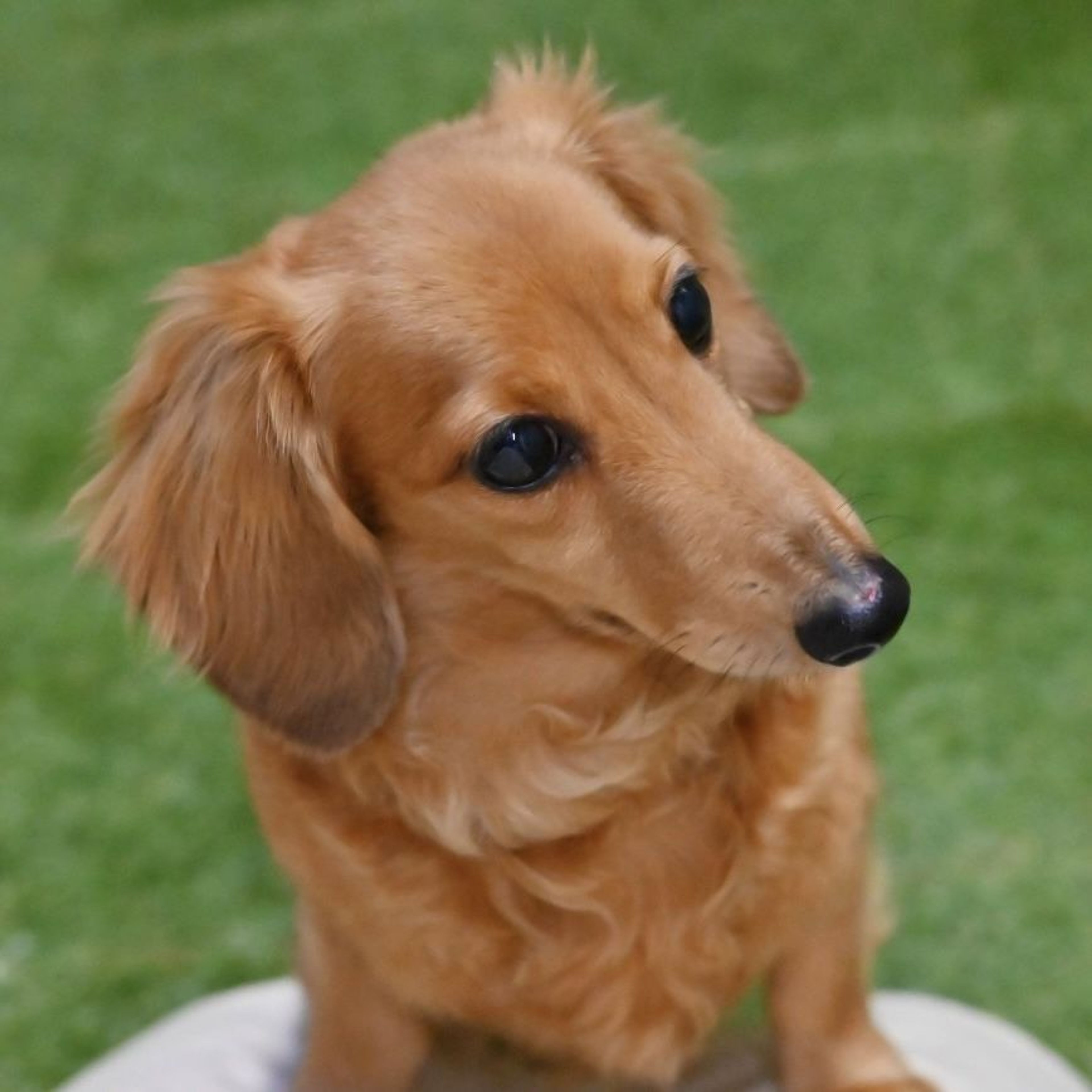pet-image-5