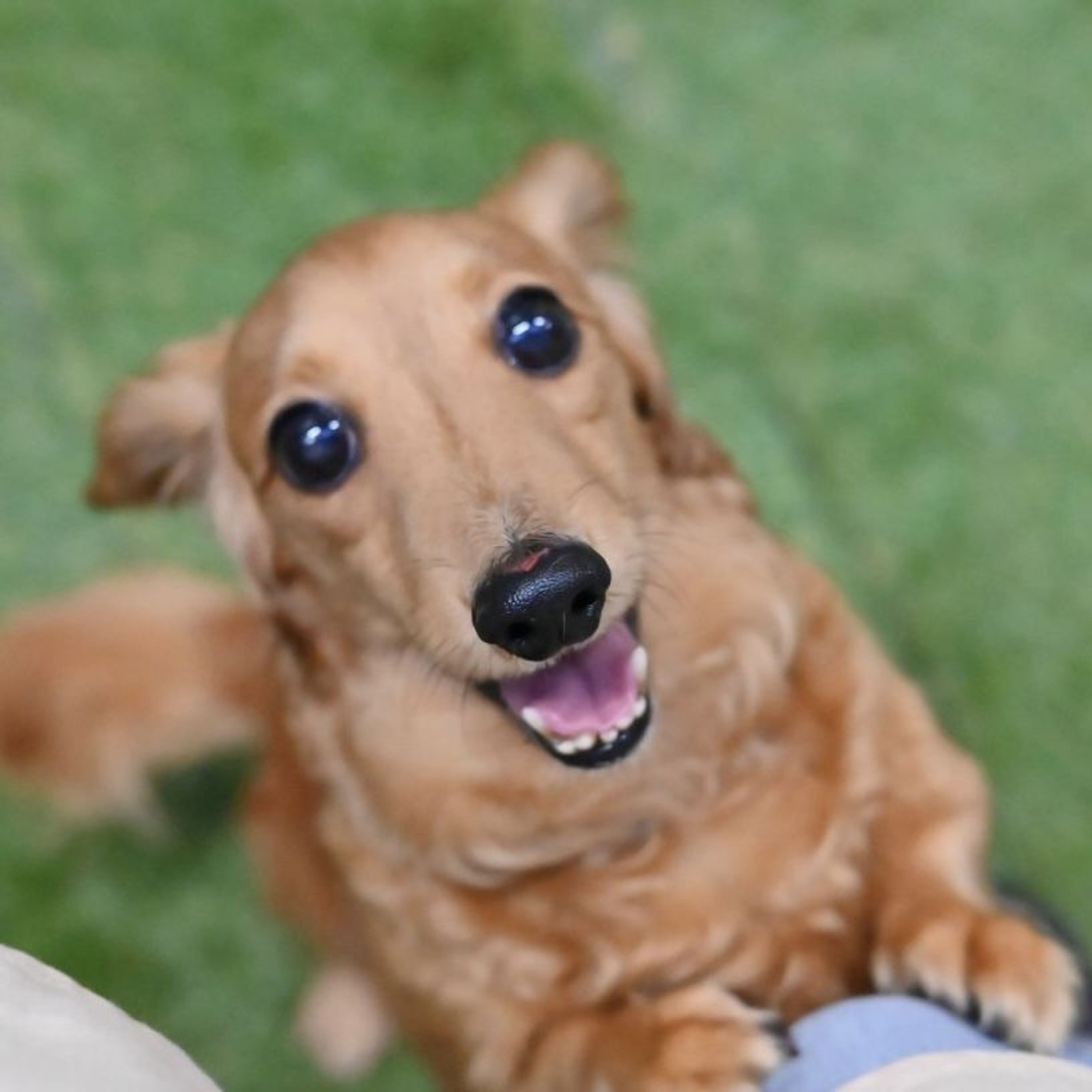 pet-image-6