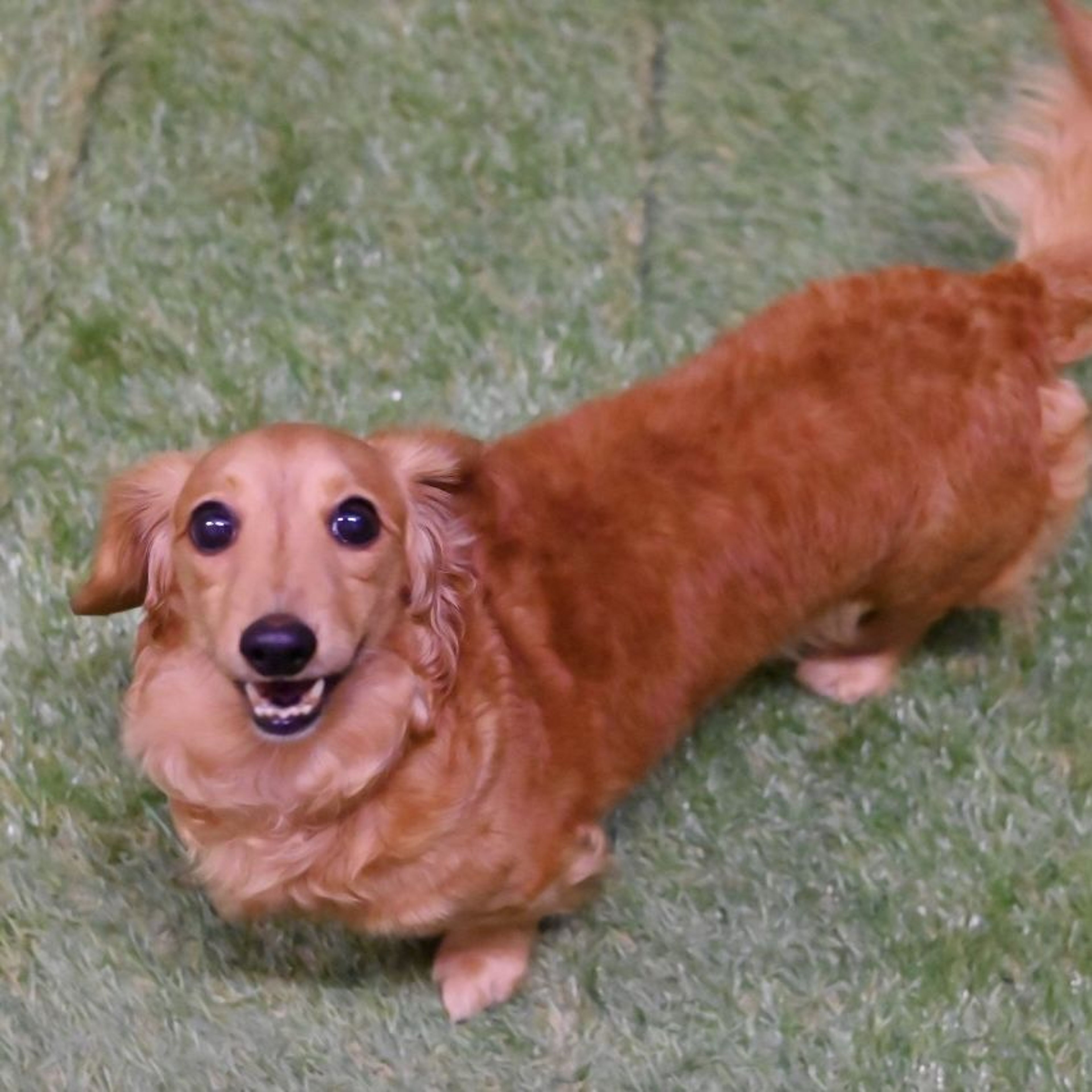 pet-image-7