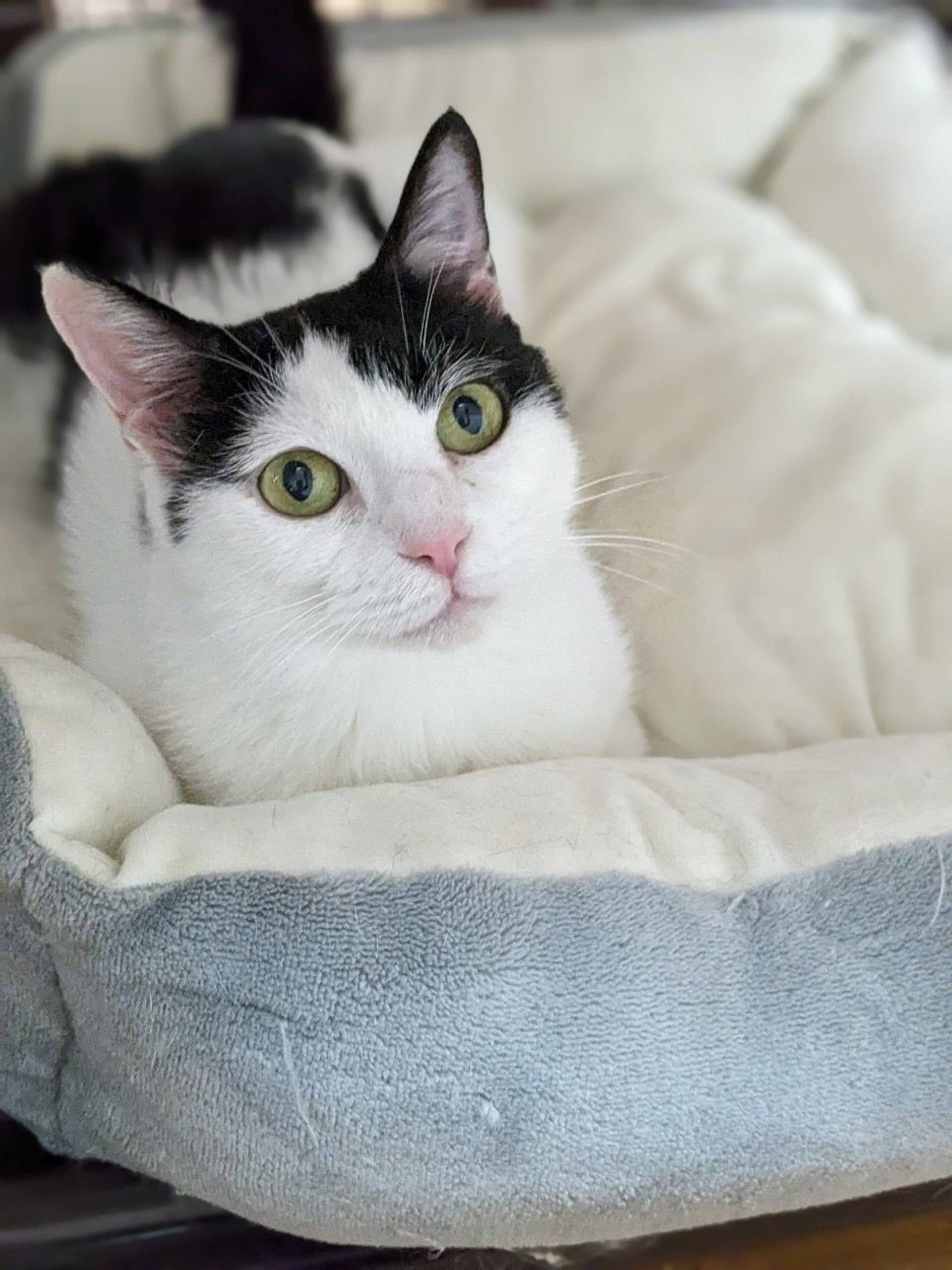 雑種（ミックス猫）・メスの里親募集の写真