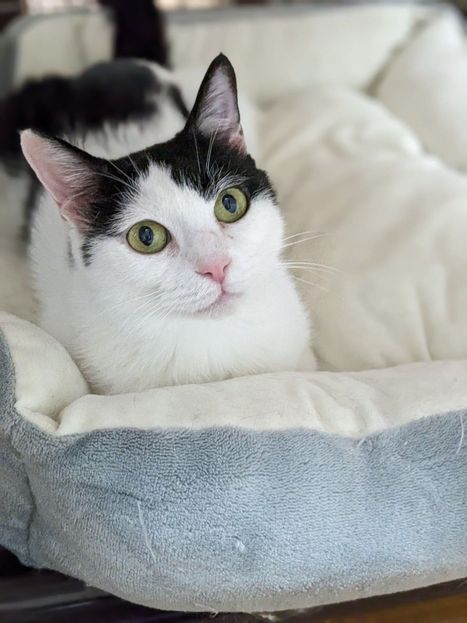 雑種（ミックス猫）・メスの里親募集の写真