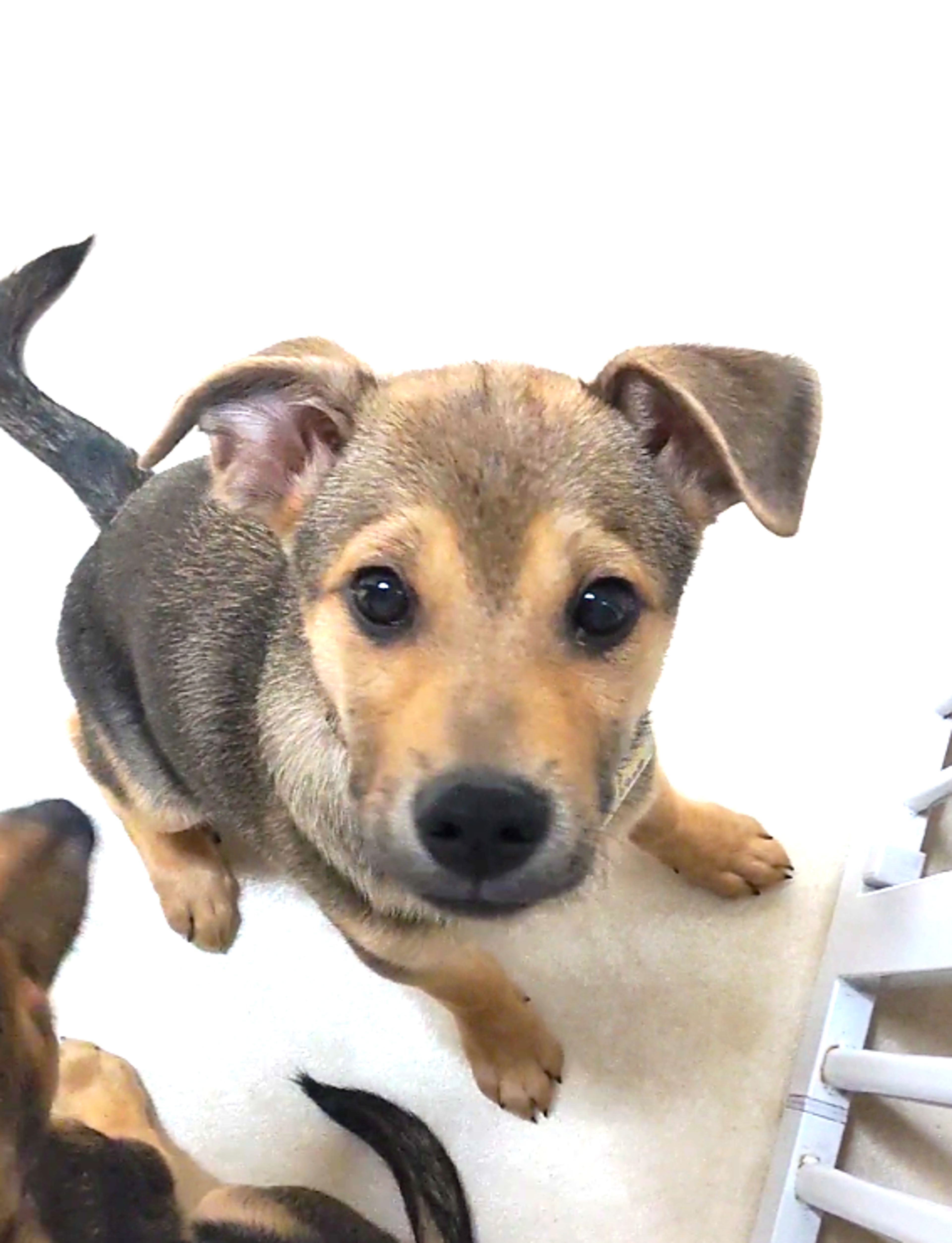 雑種（ミックス犬）・オスの里親募集の写真