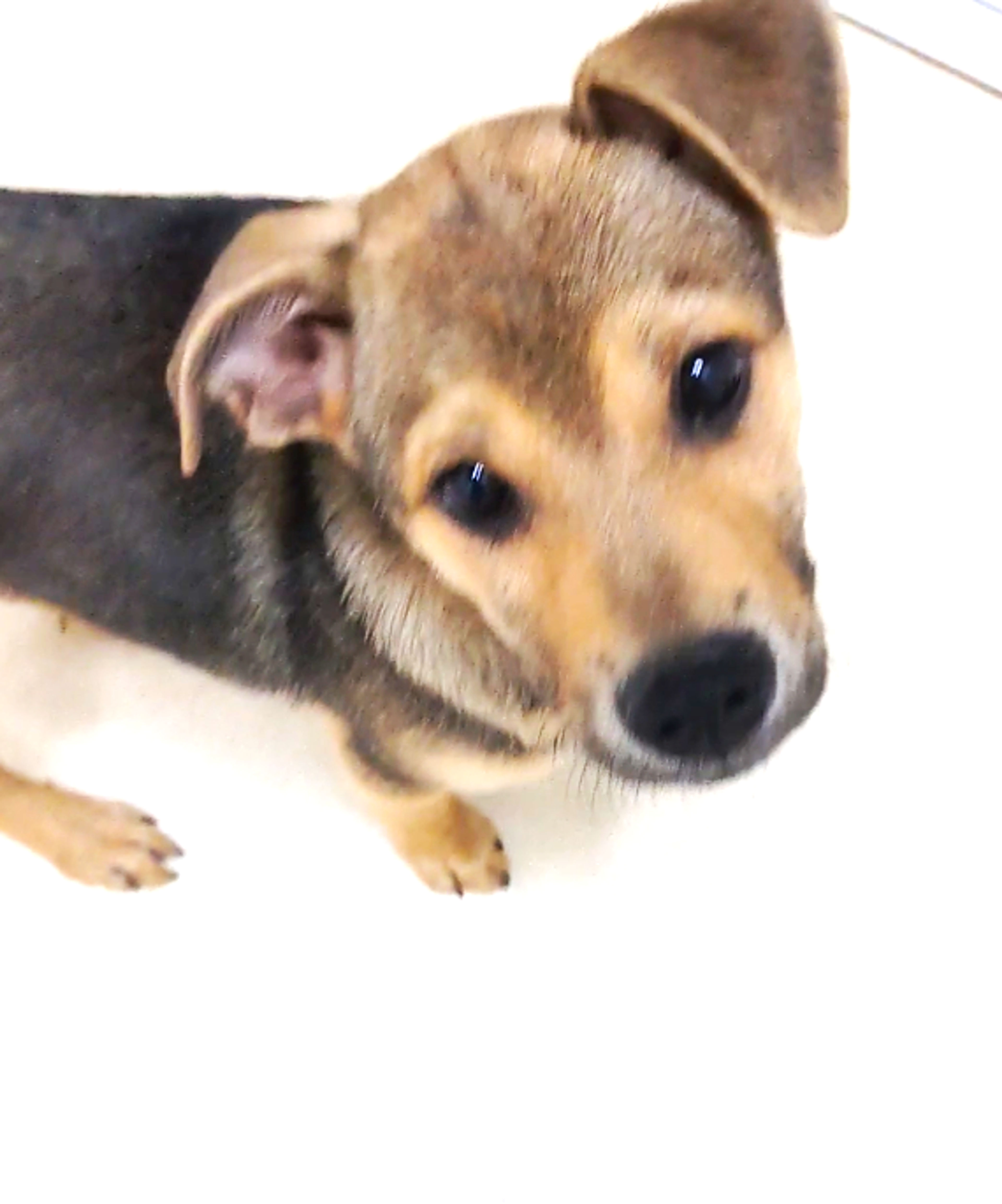 pet-image-2