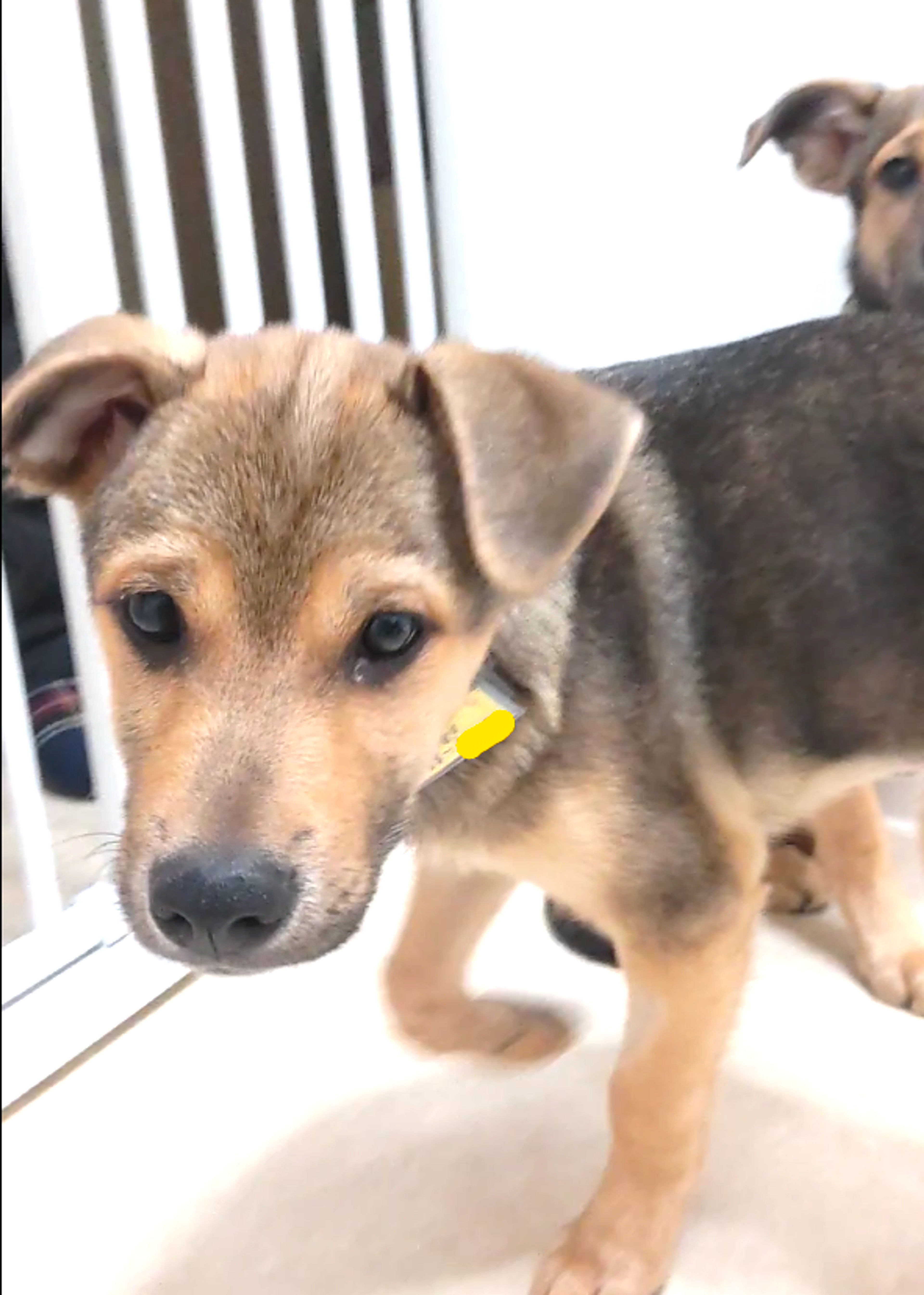 pet-image-4