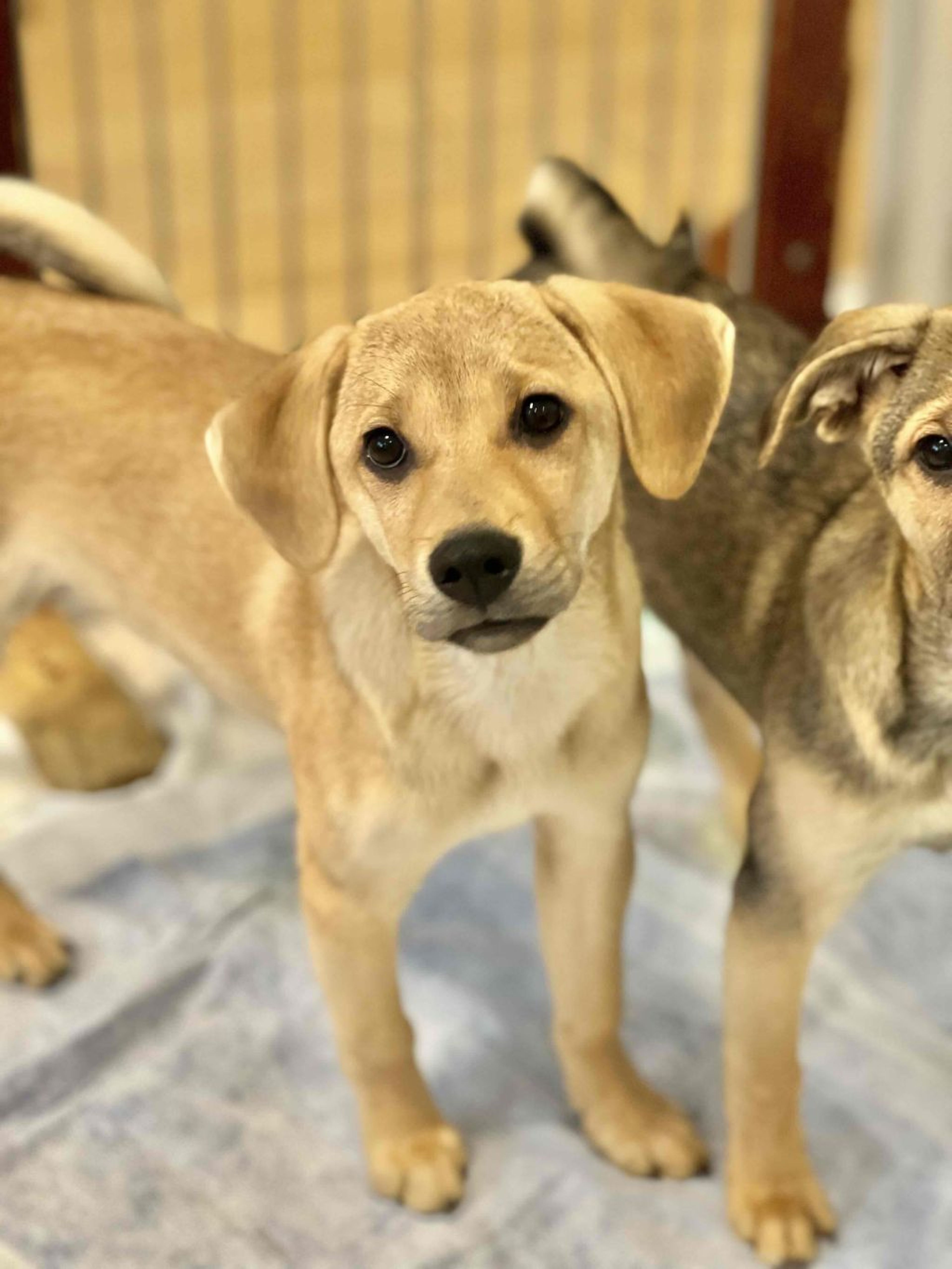 pet-image-2
