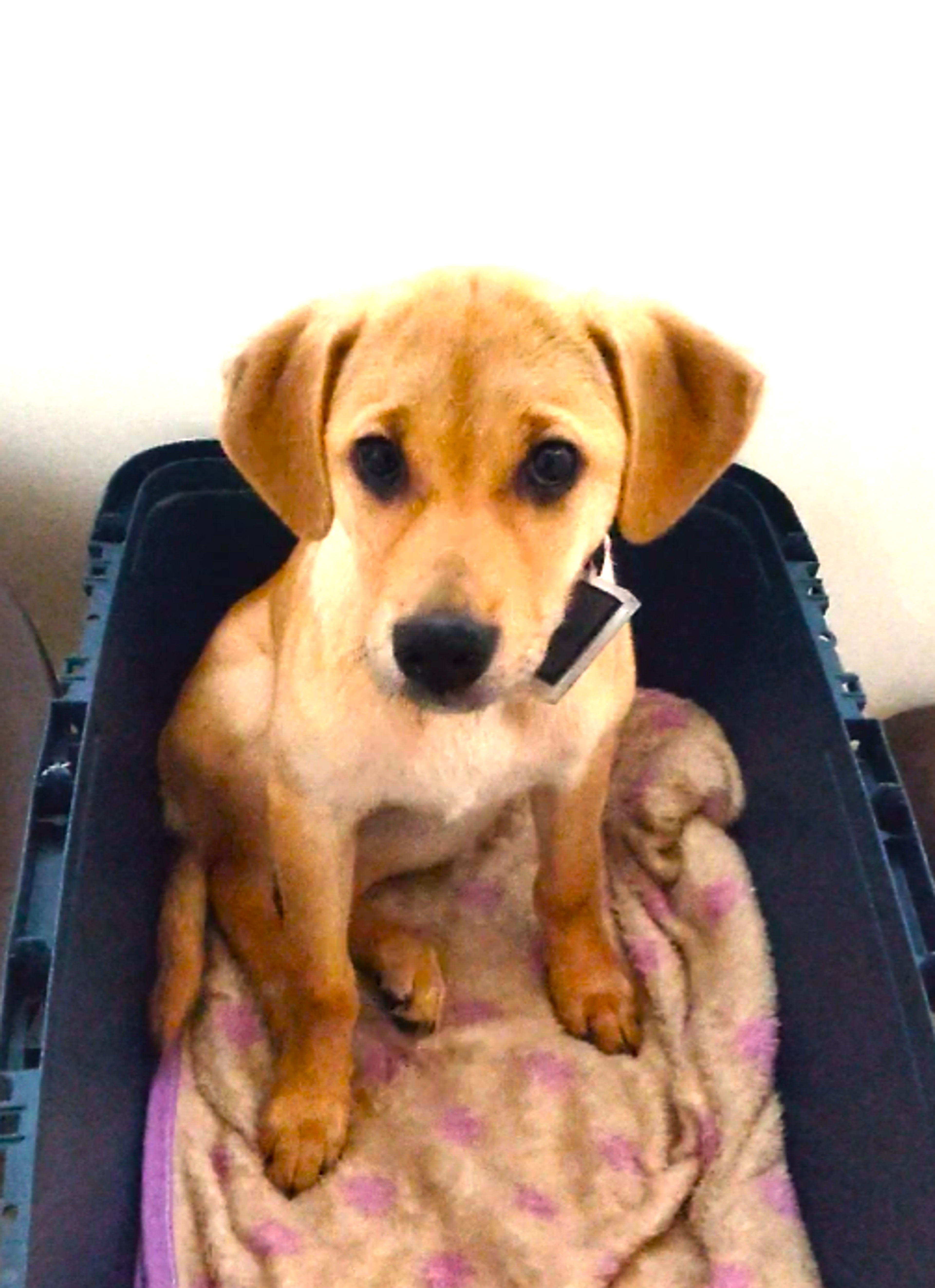 pet-image-4