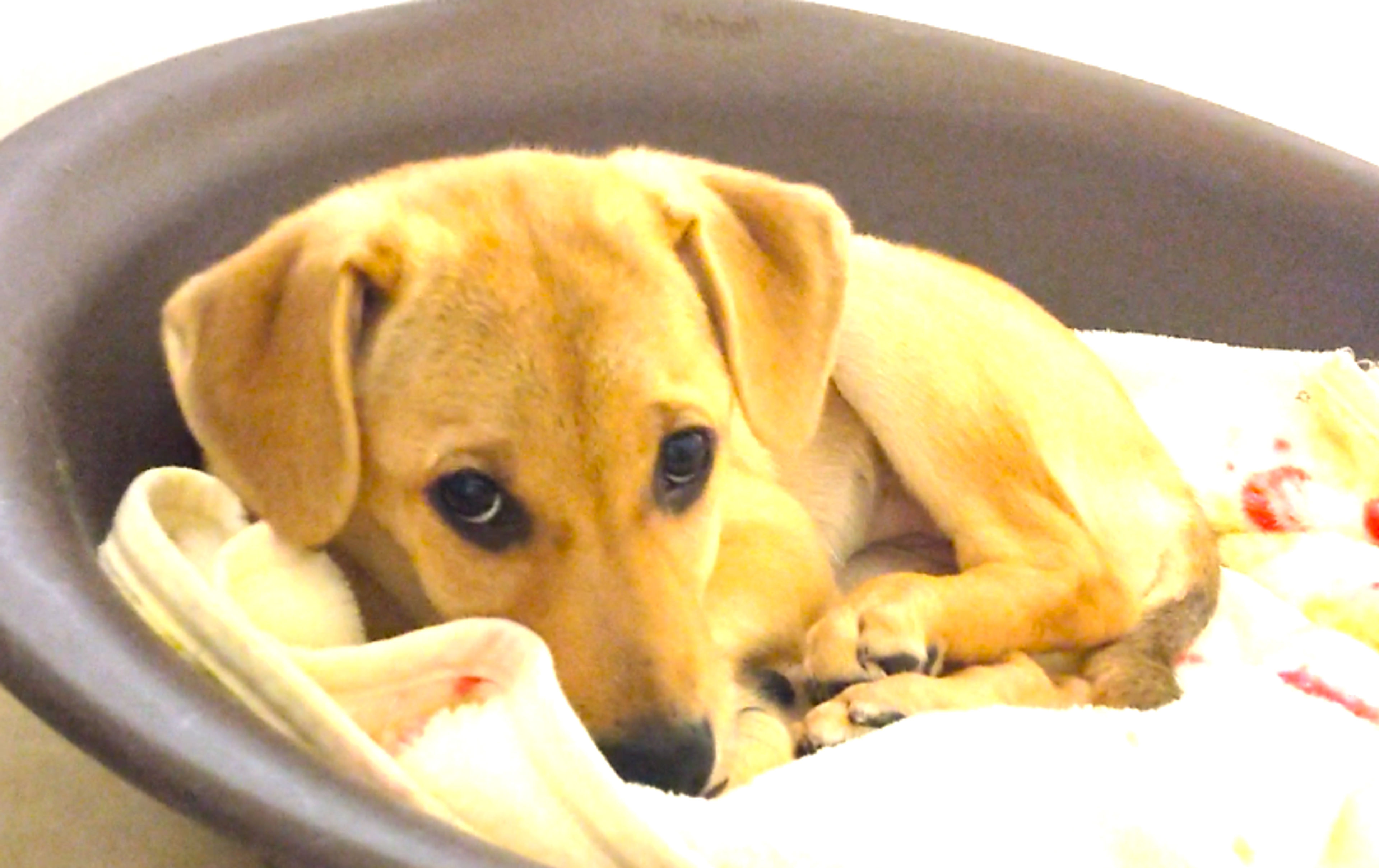 pet-image-5