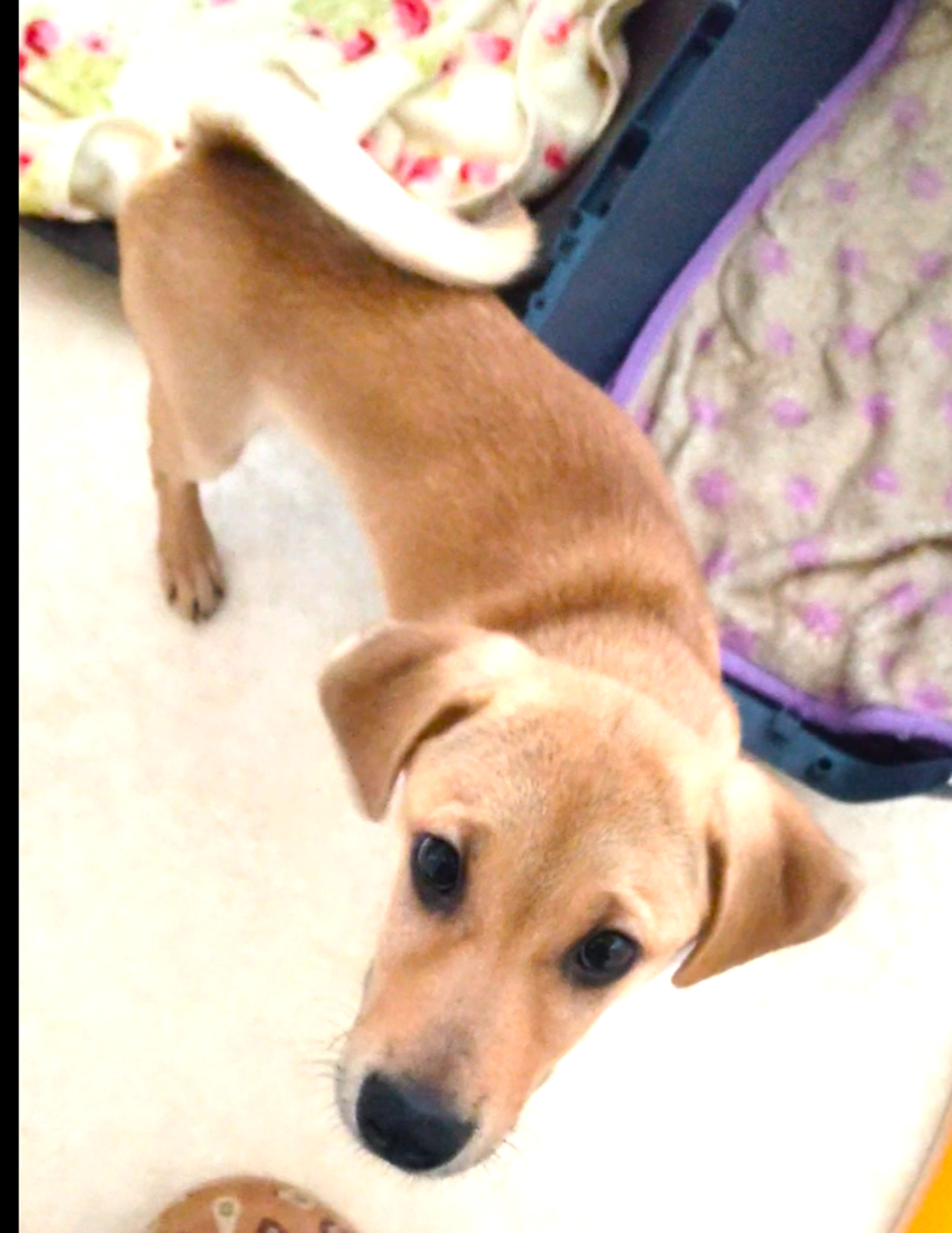 pet-image-6