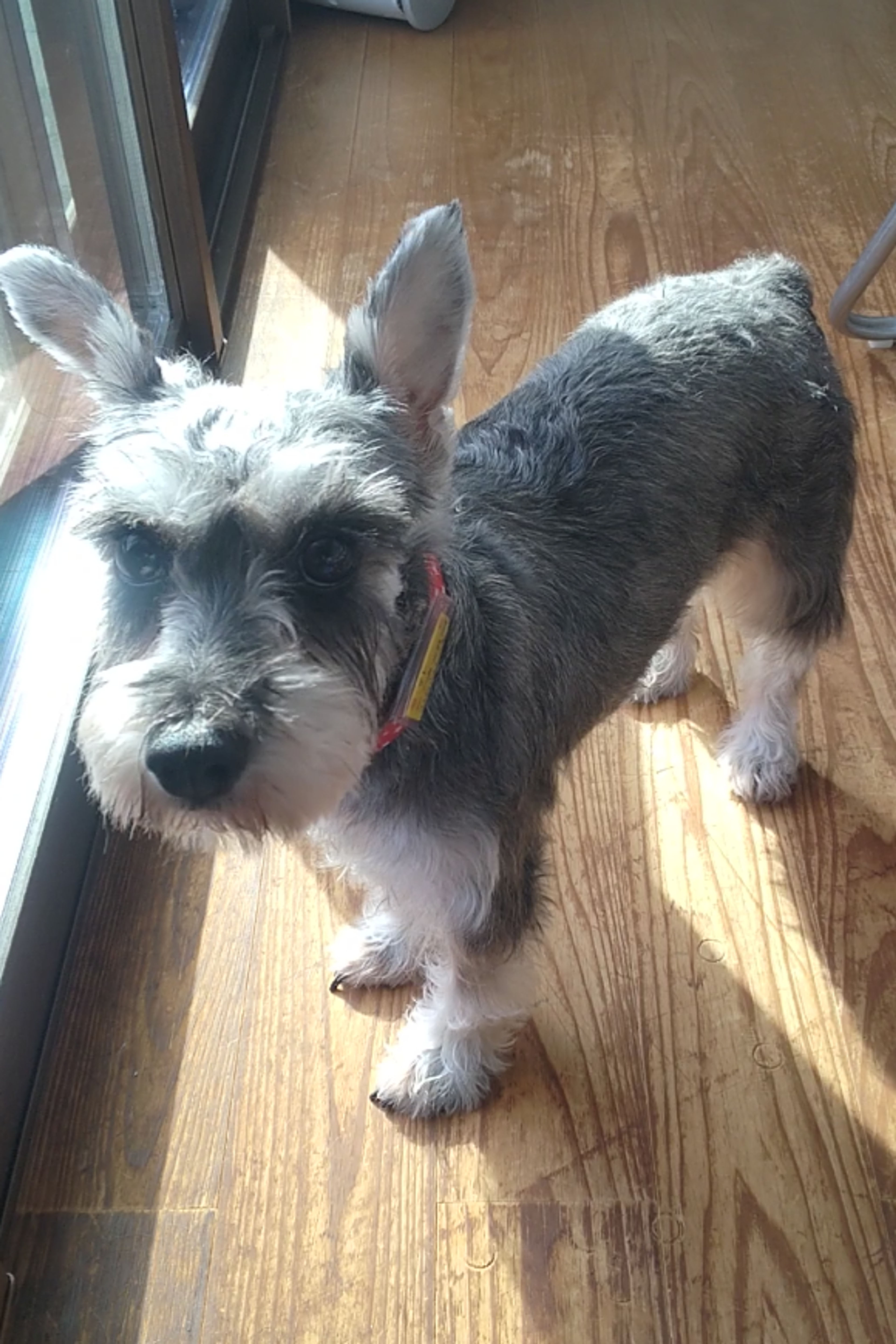 pet-image-2