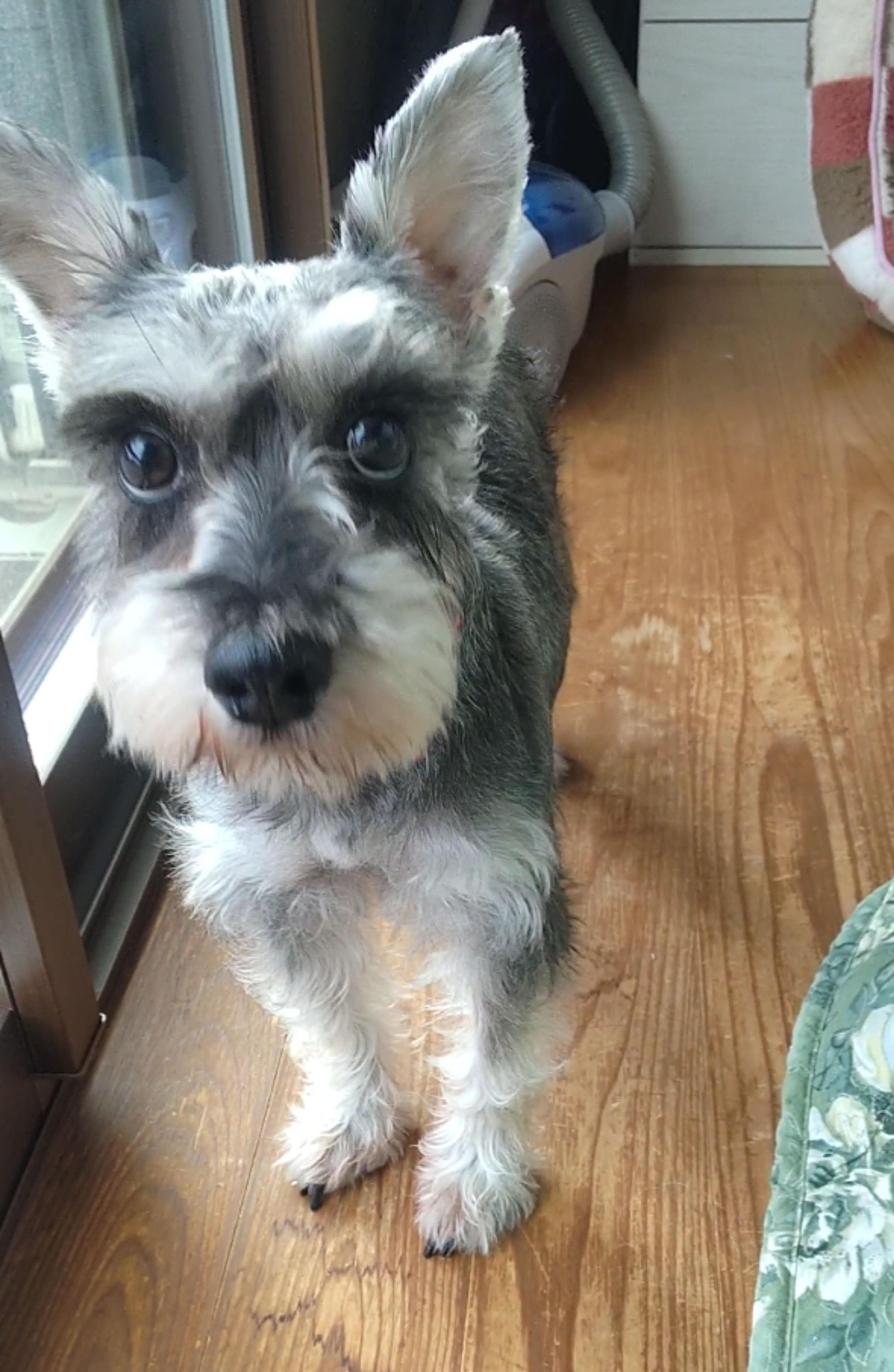 pet-image-3