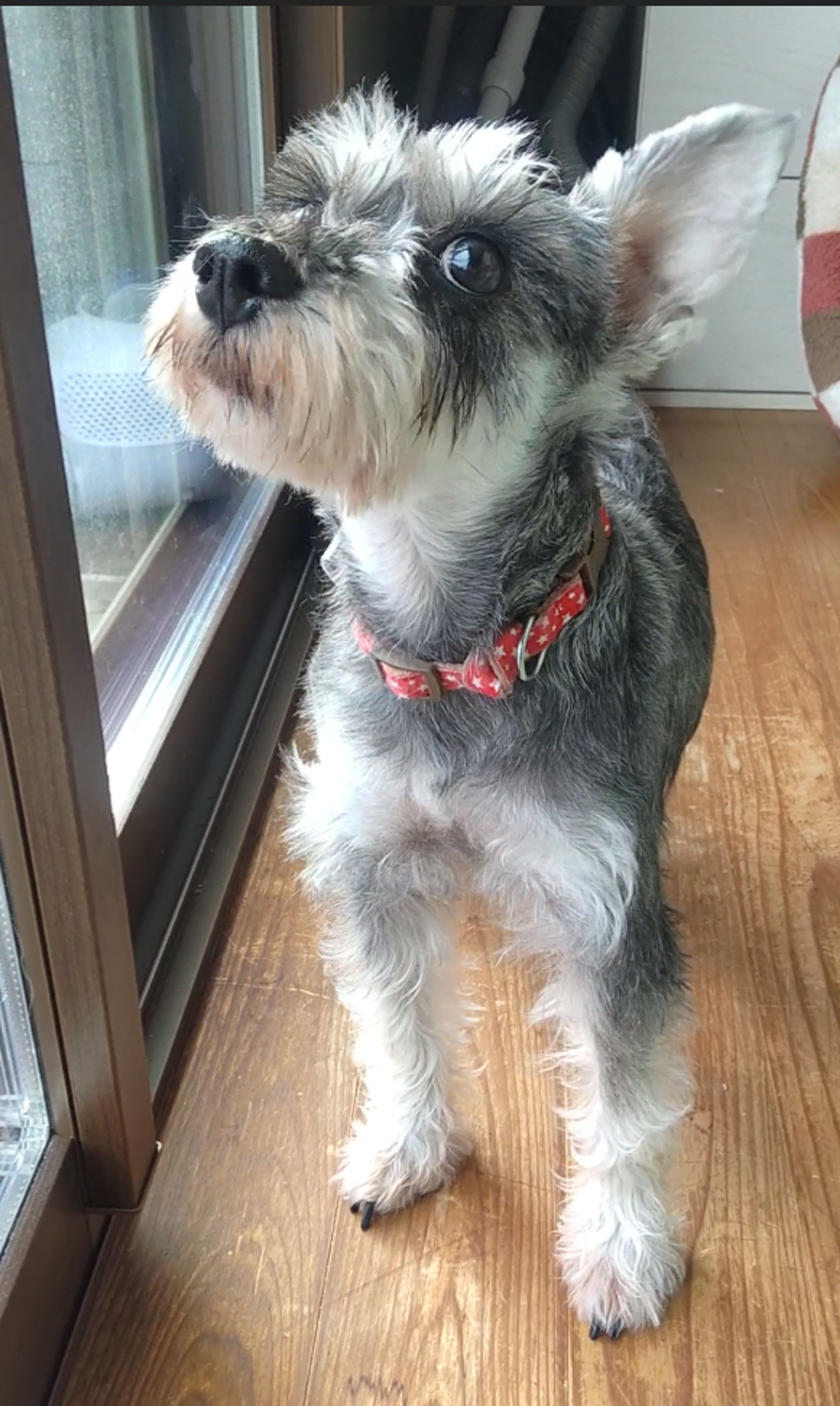 pet-image-4