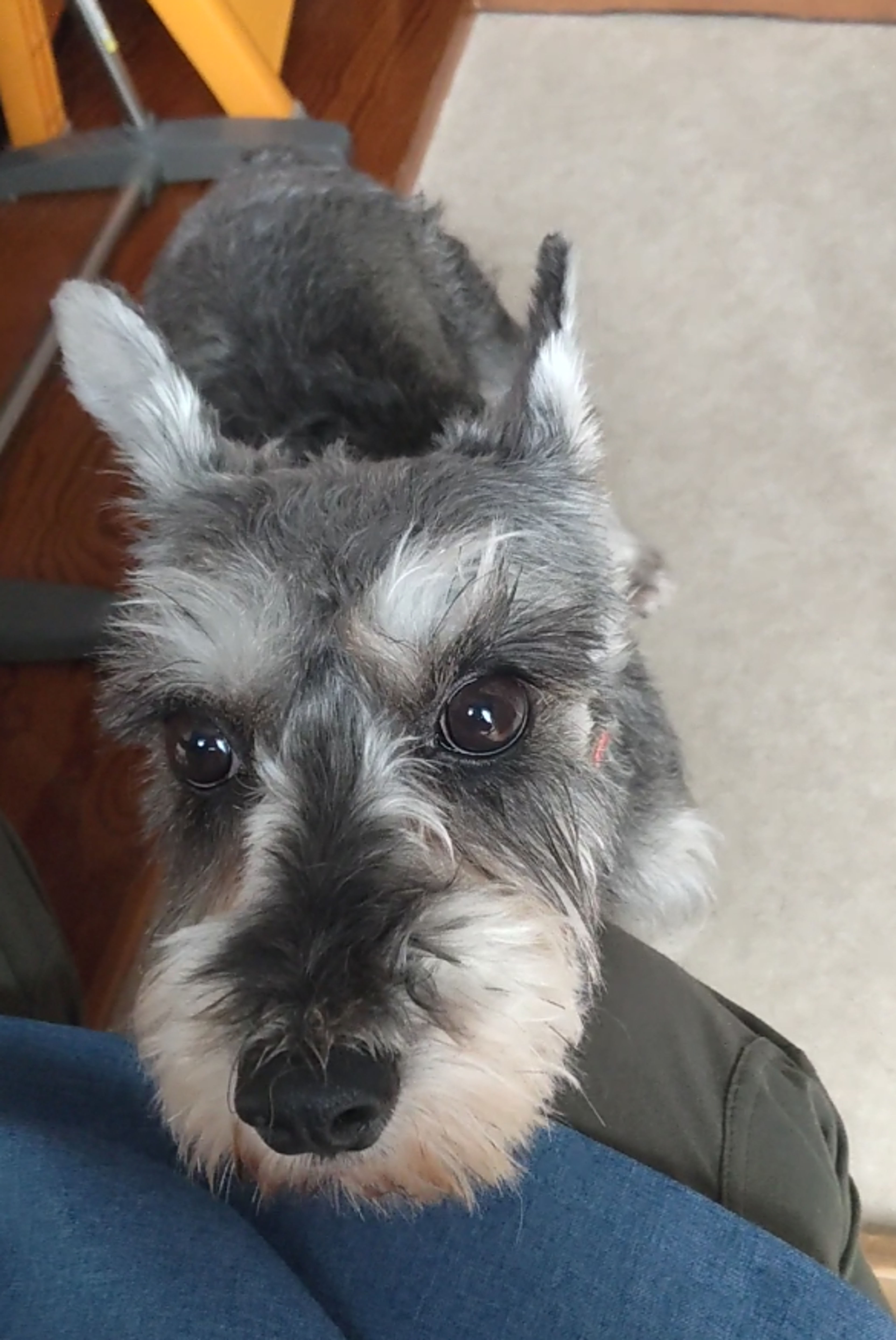 pet-image-5