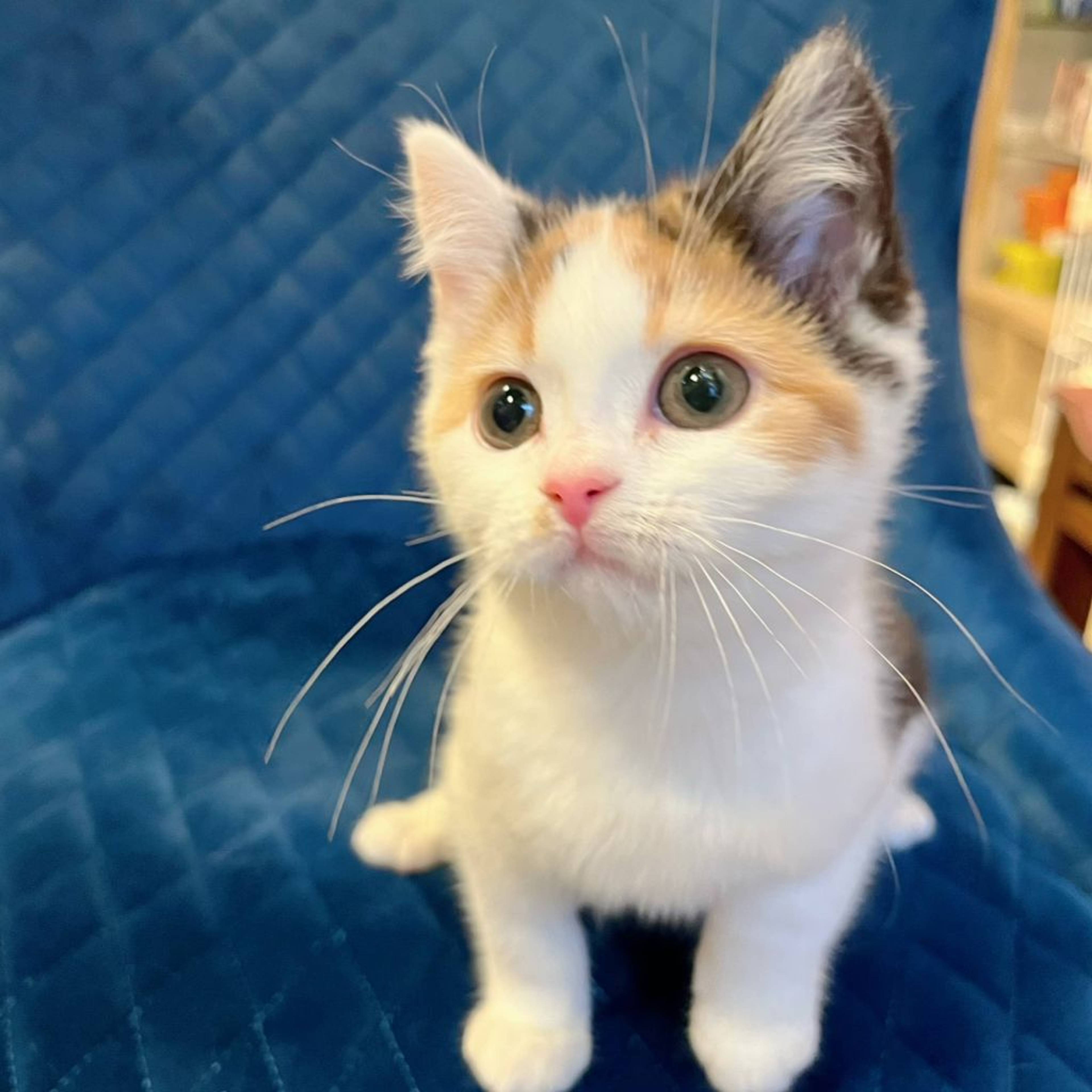 スコティッシュフォールド・メスの里親募集の写真