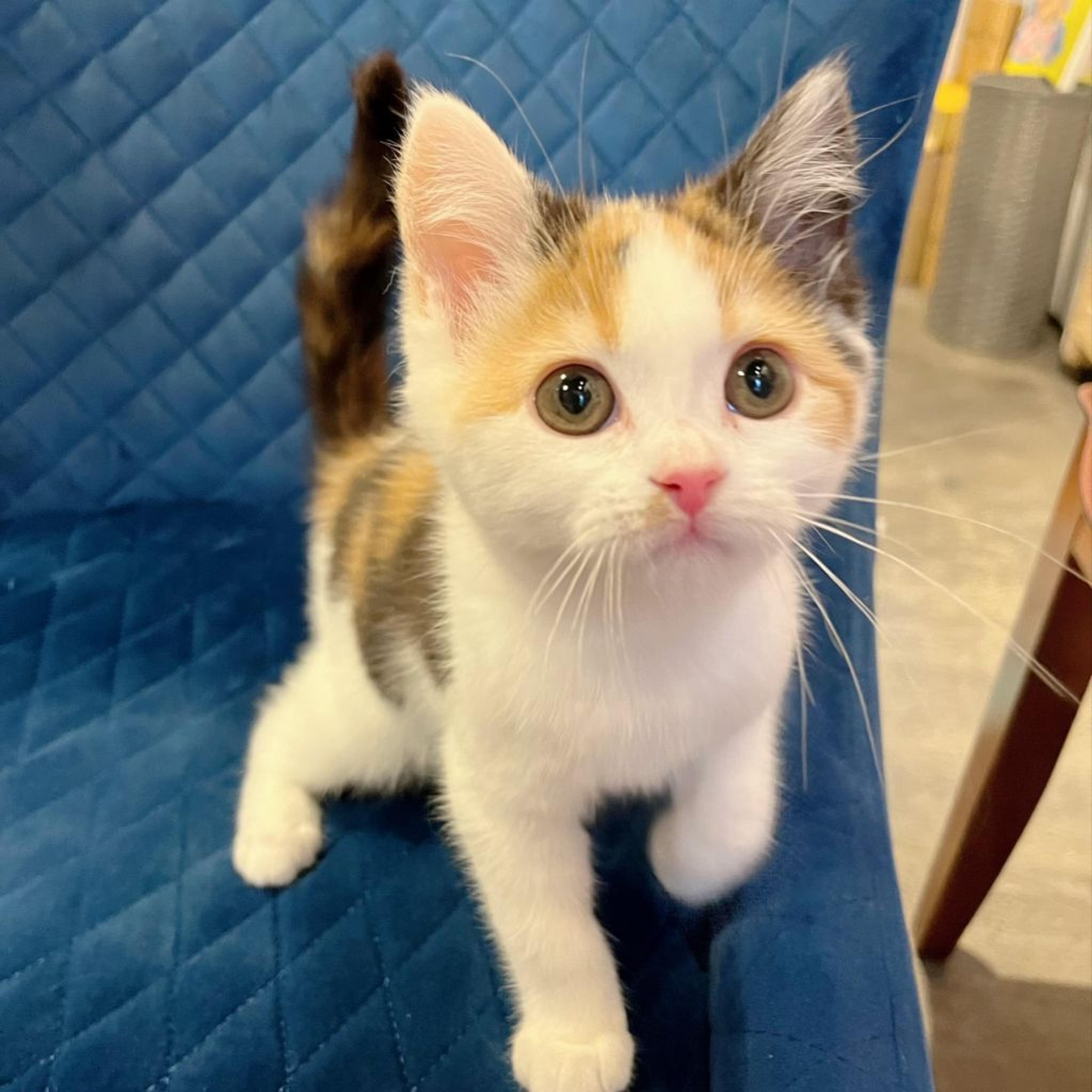pet-image-2