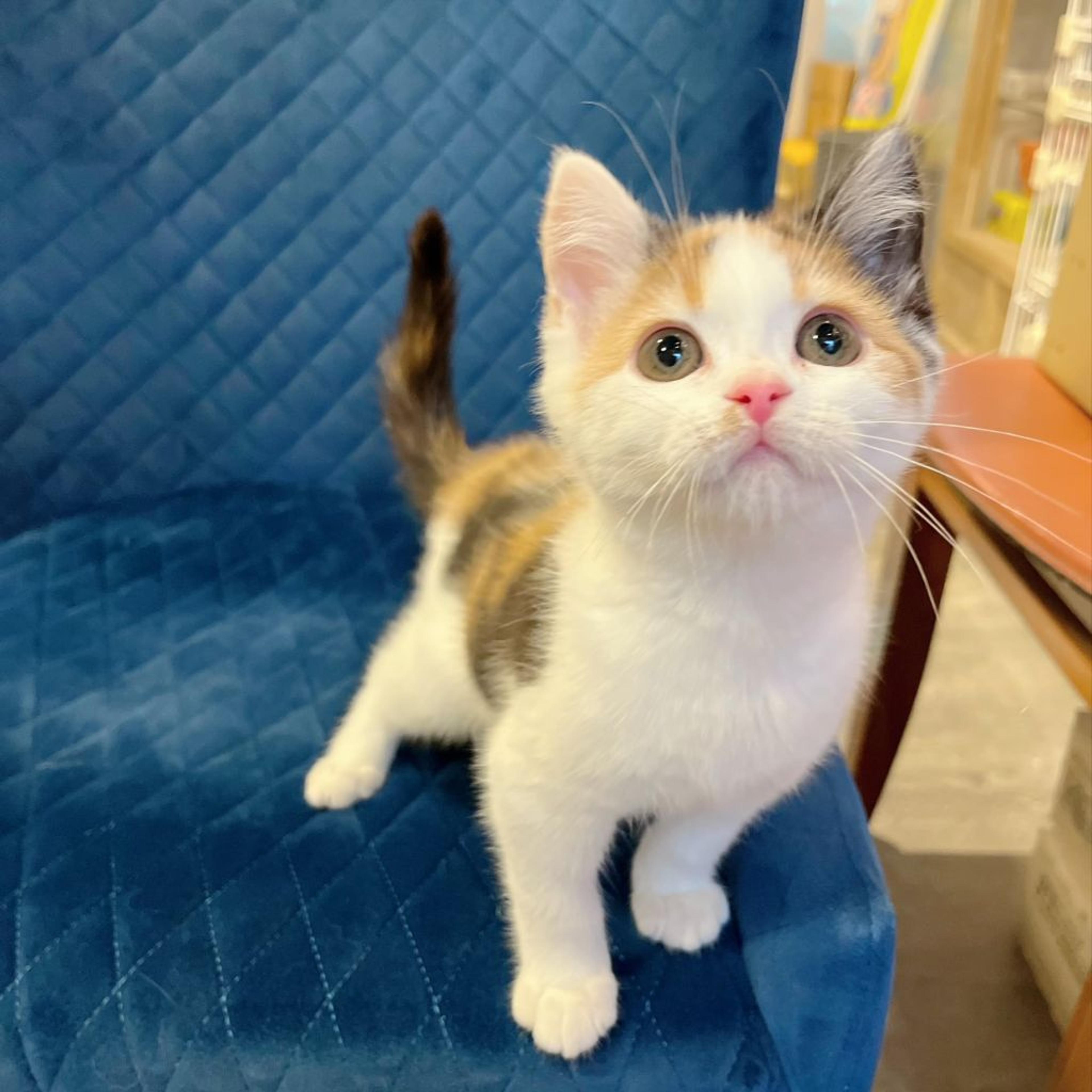 pet-image-3