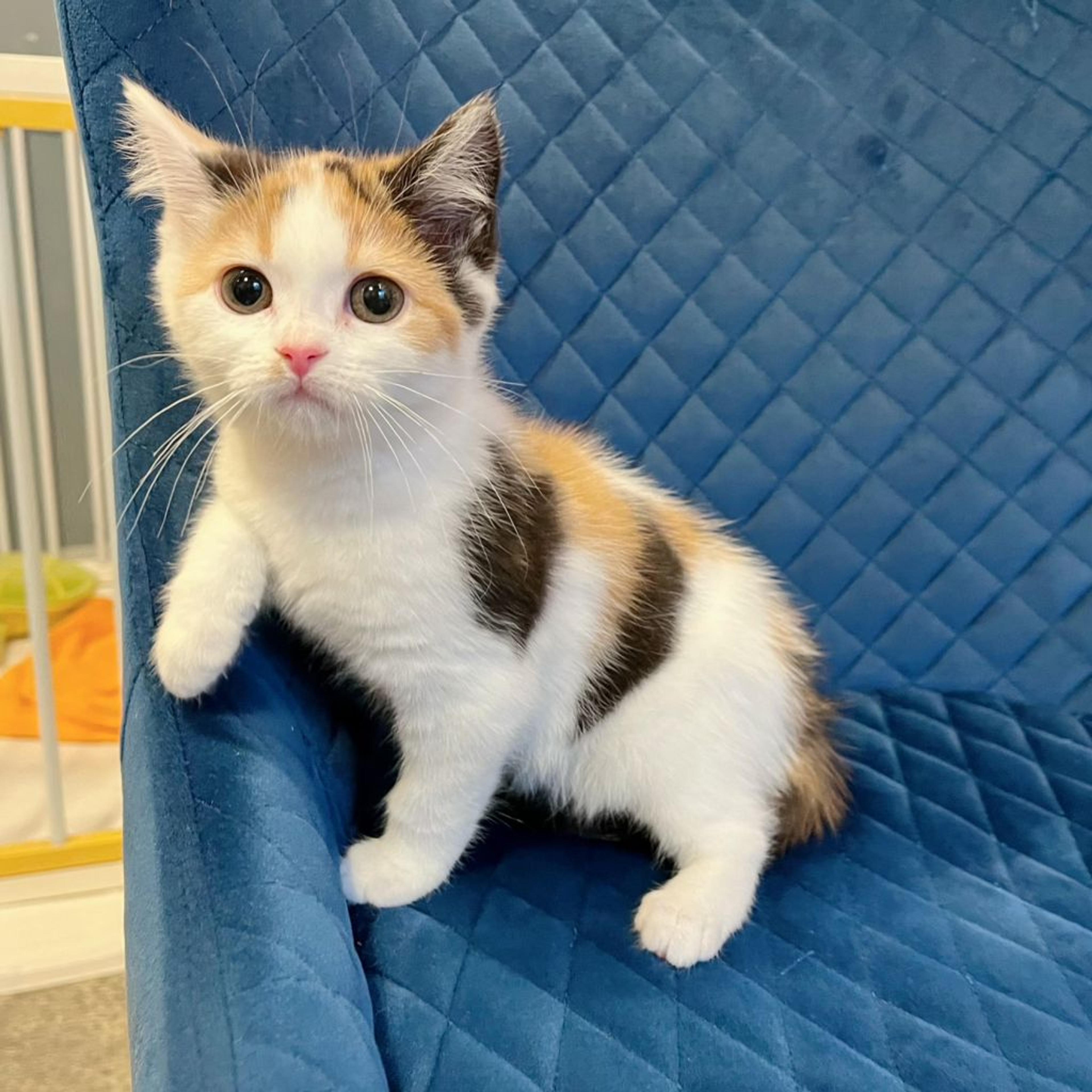 pet-image-4