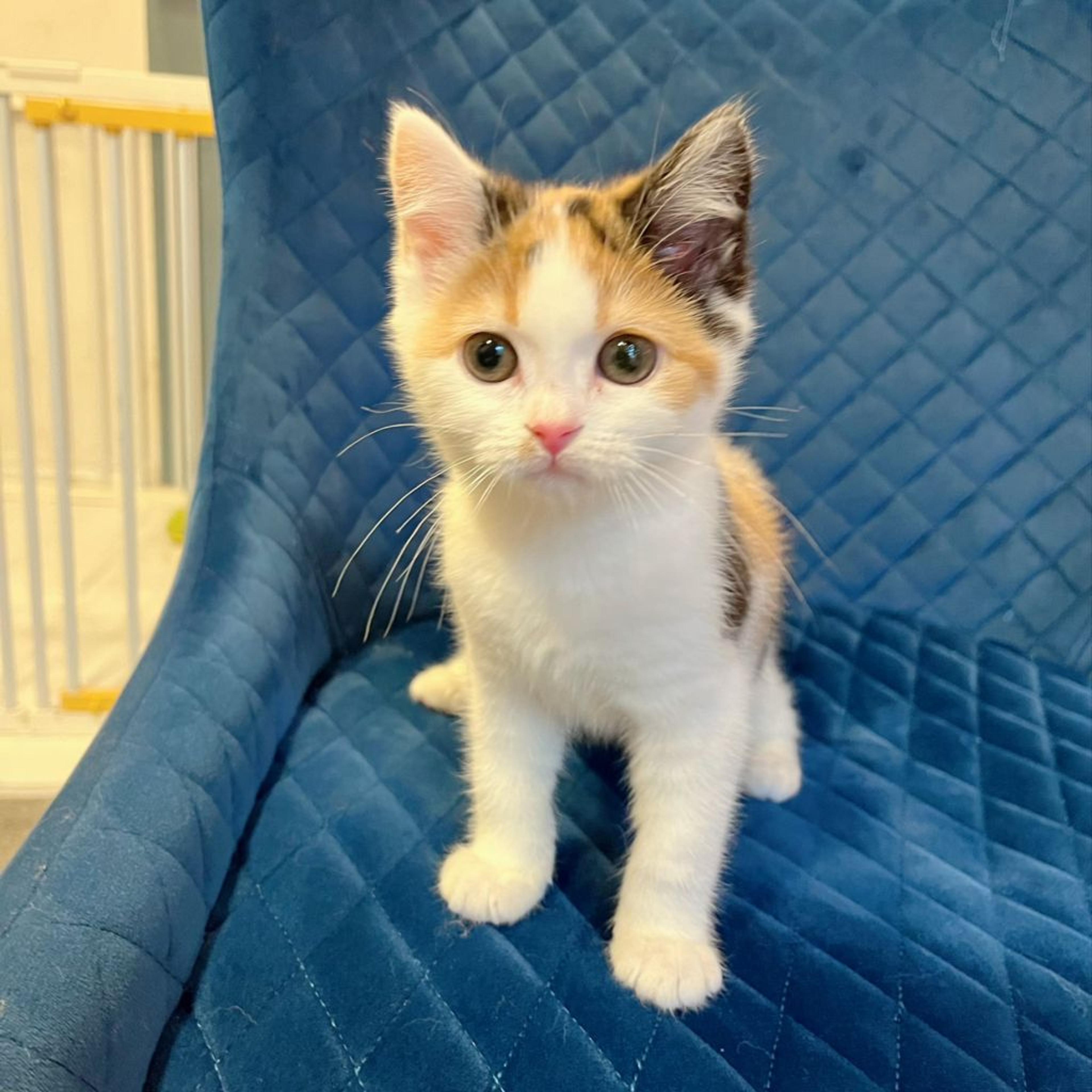 pet-image-5