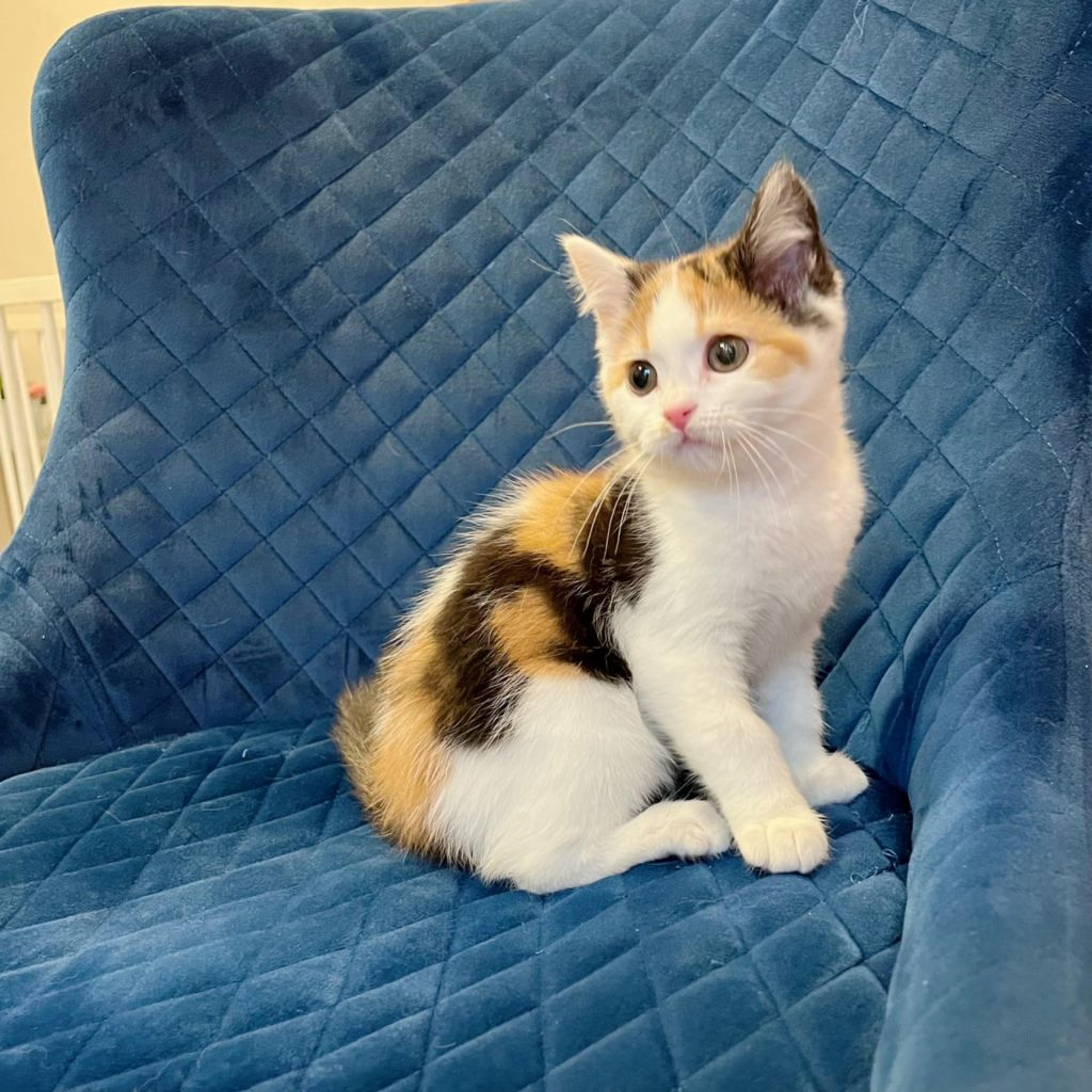 pet-image-6