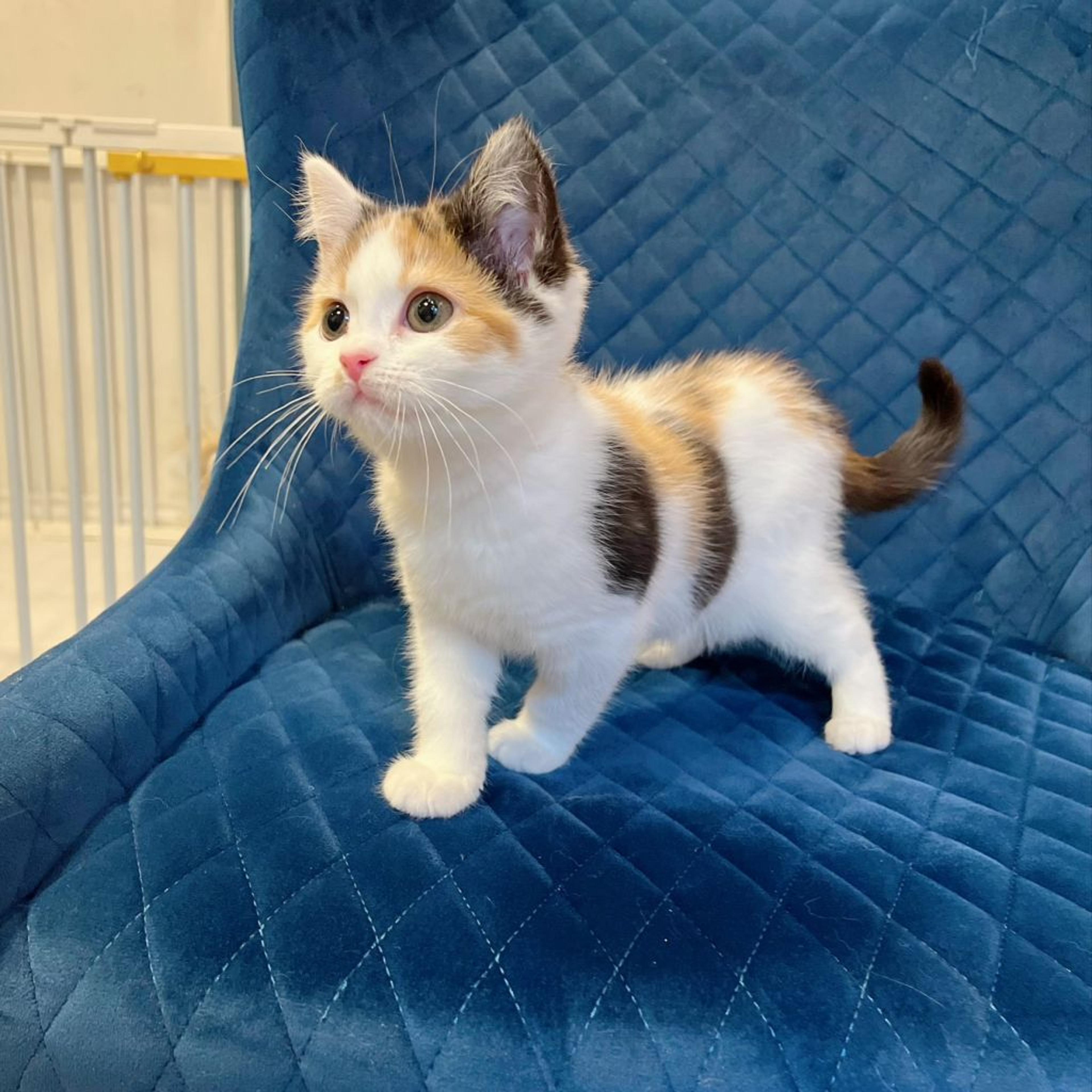 pet-image-7