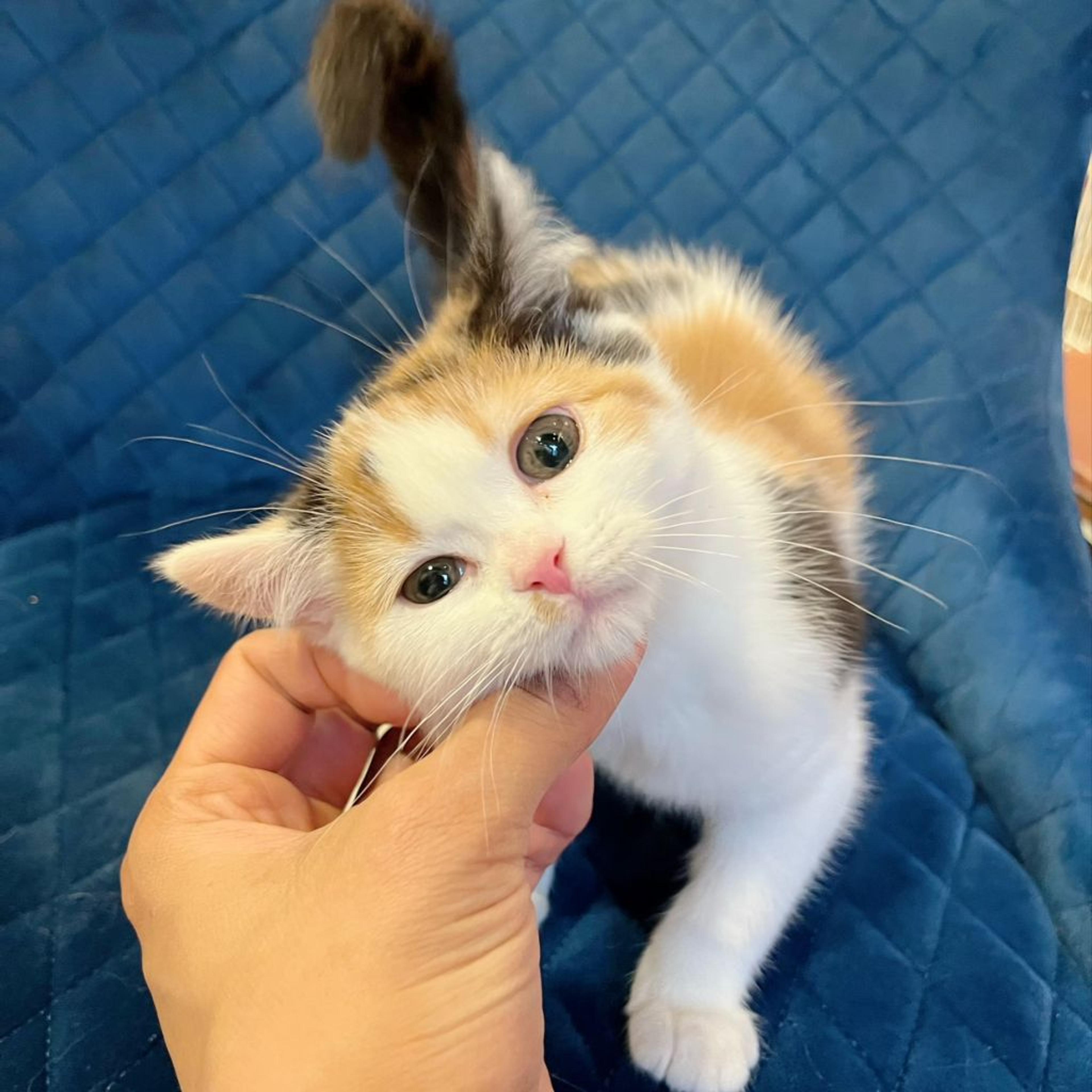 pet-image-8