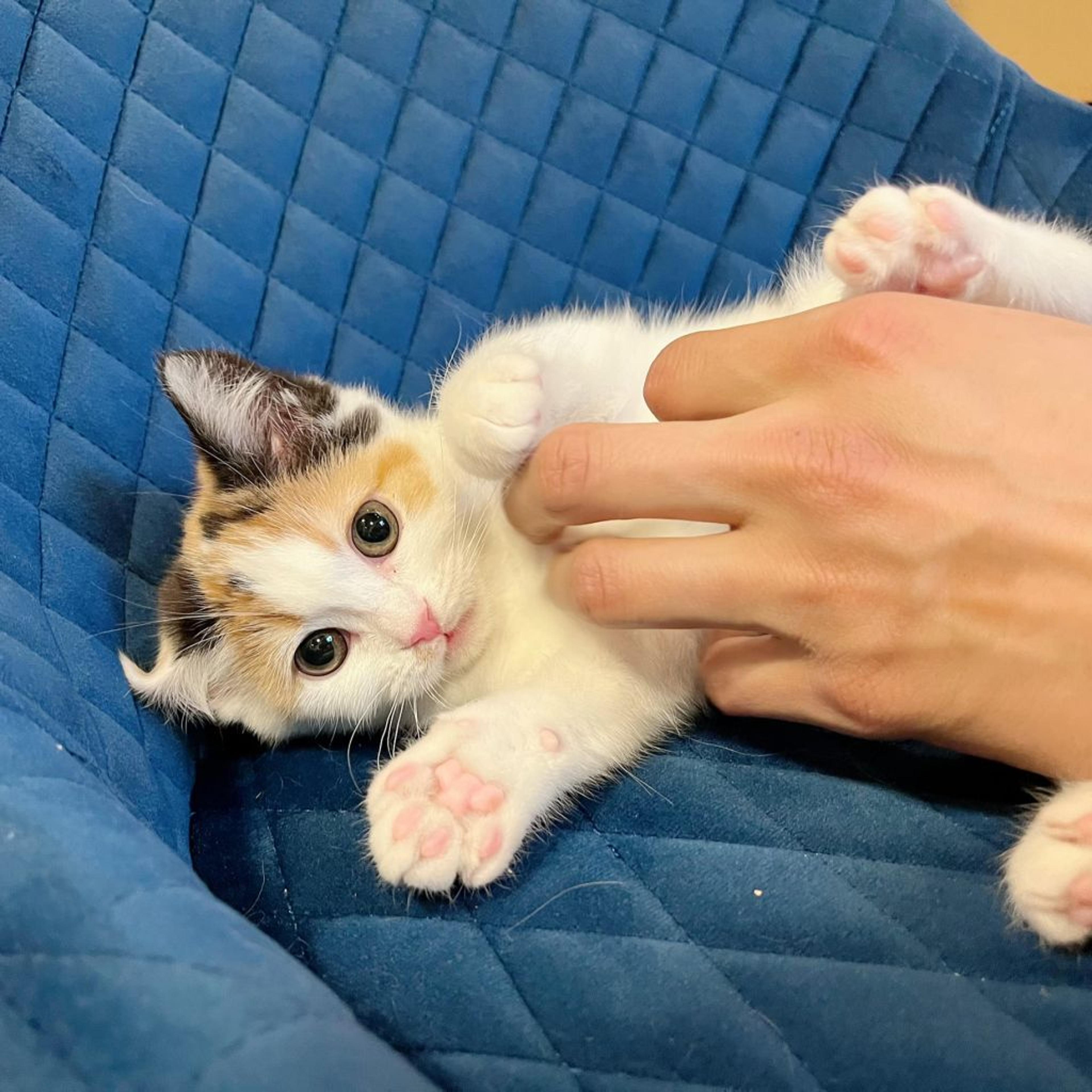 pet-image-9