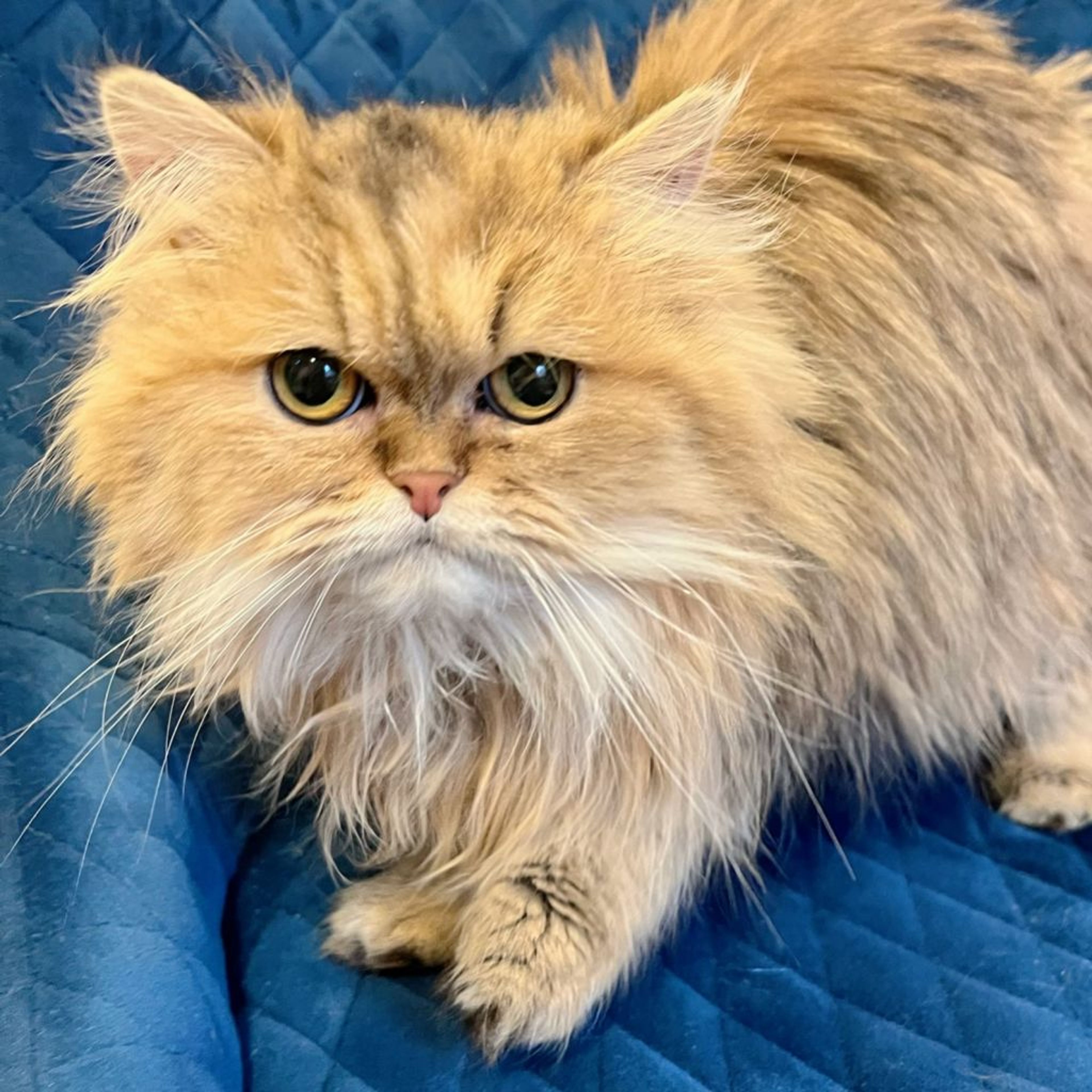 ペルシャ・メスの里親募集の写真