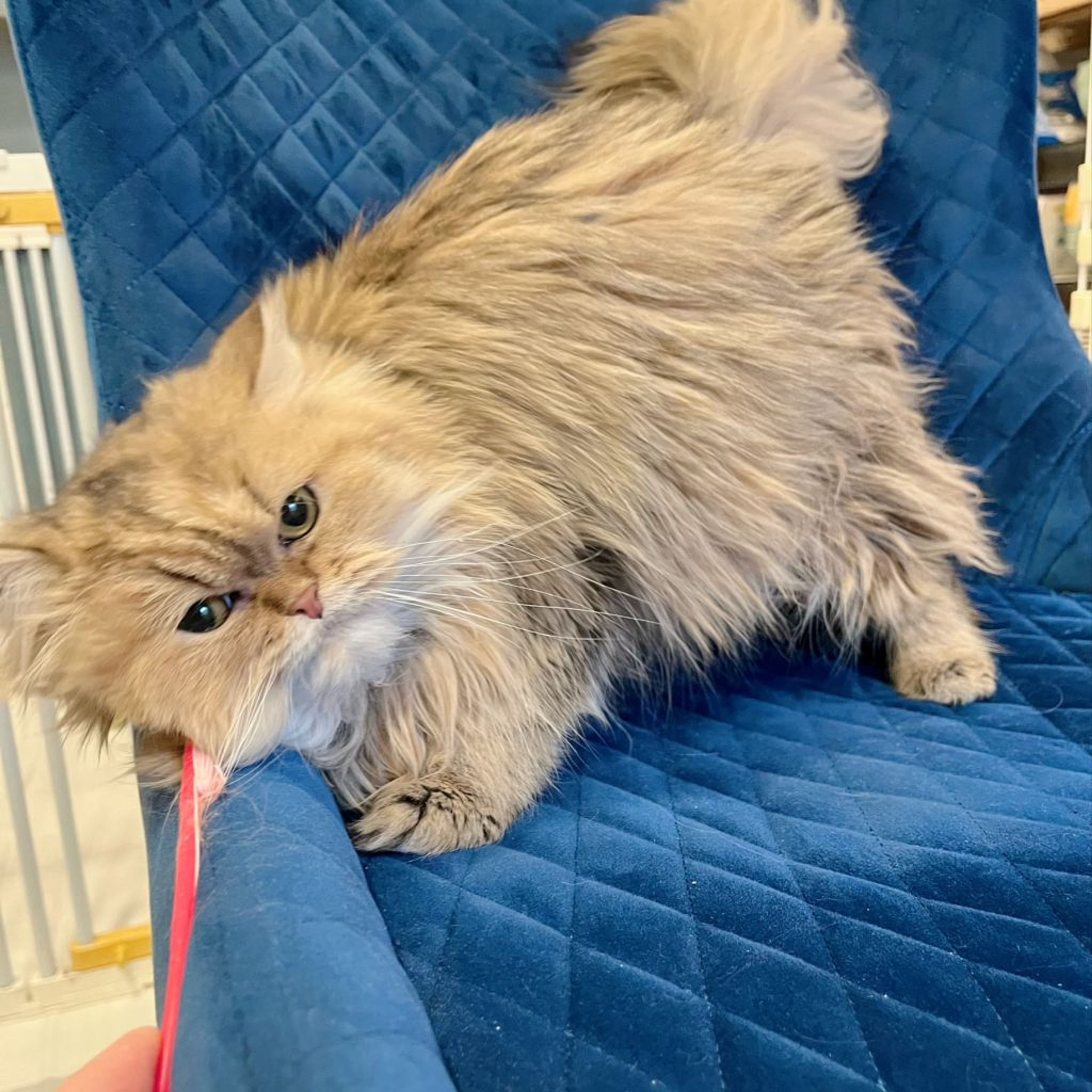 pet-image-8