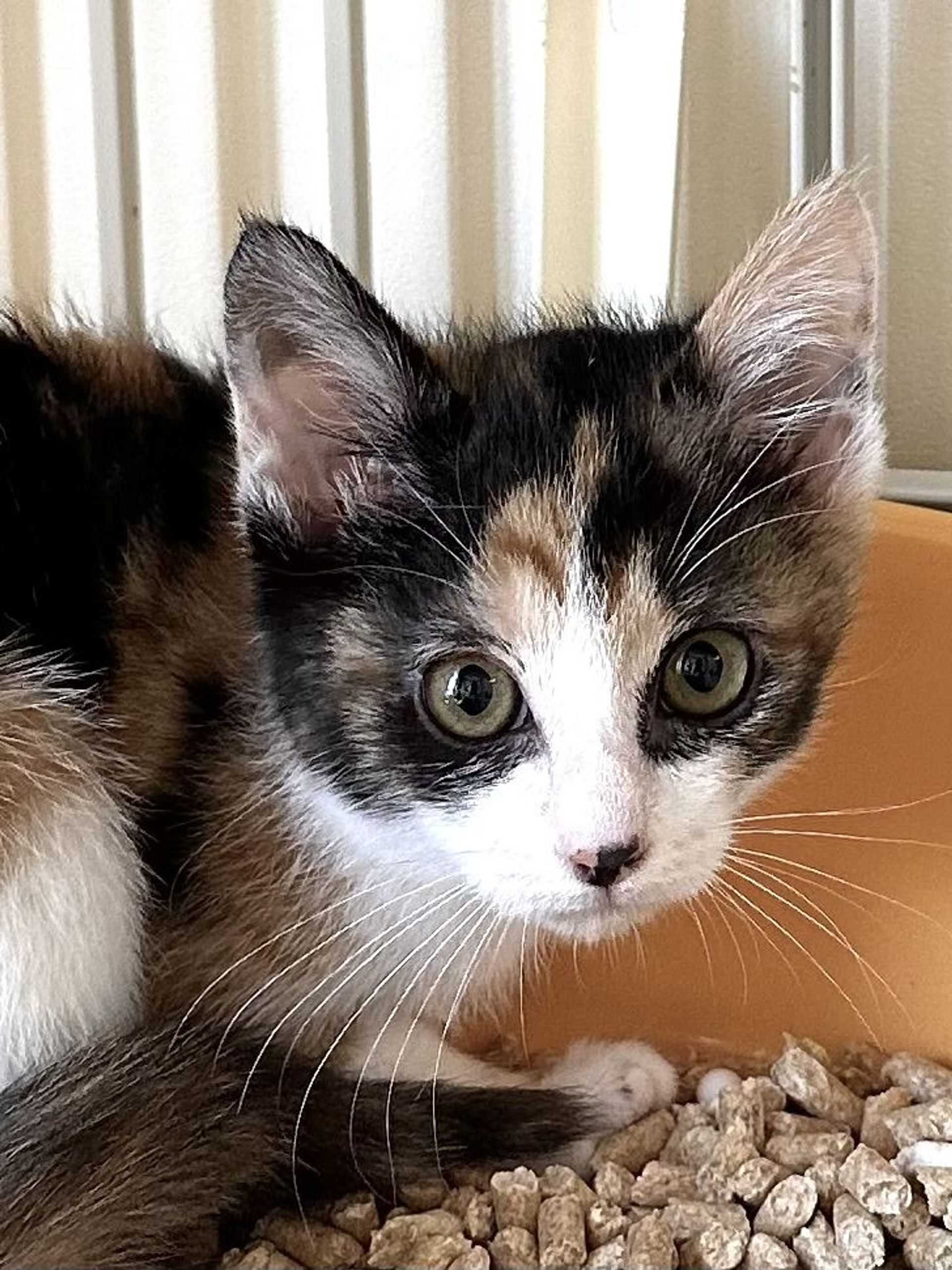 雑種（ミックス猫）・メスの里親募集の写真