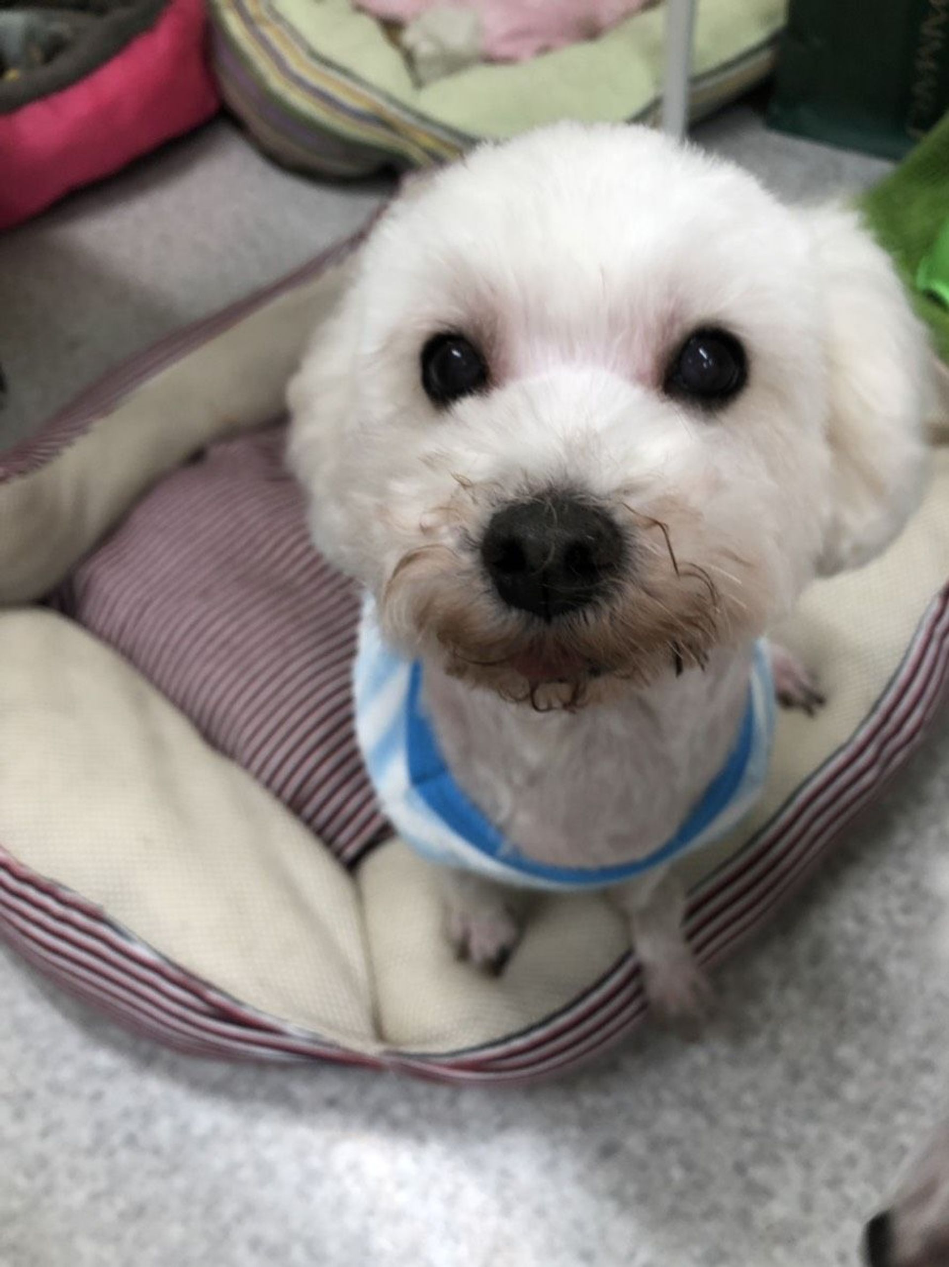 雑種（ミックス犬）・メスの里親募集の写真