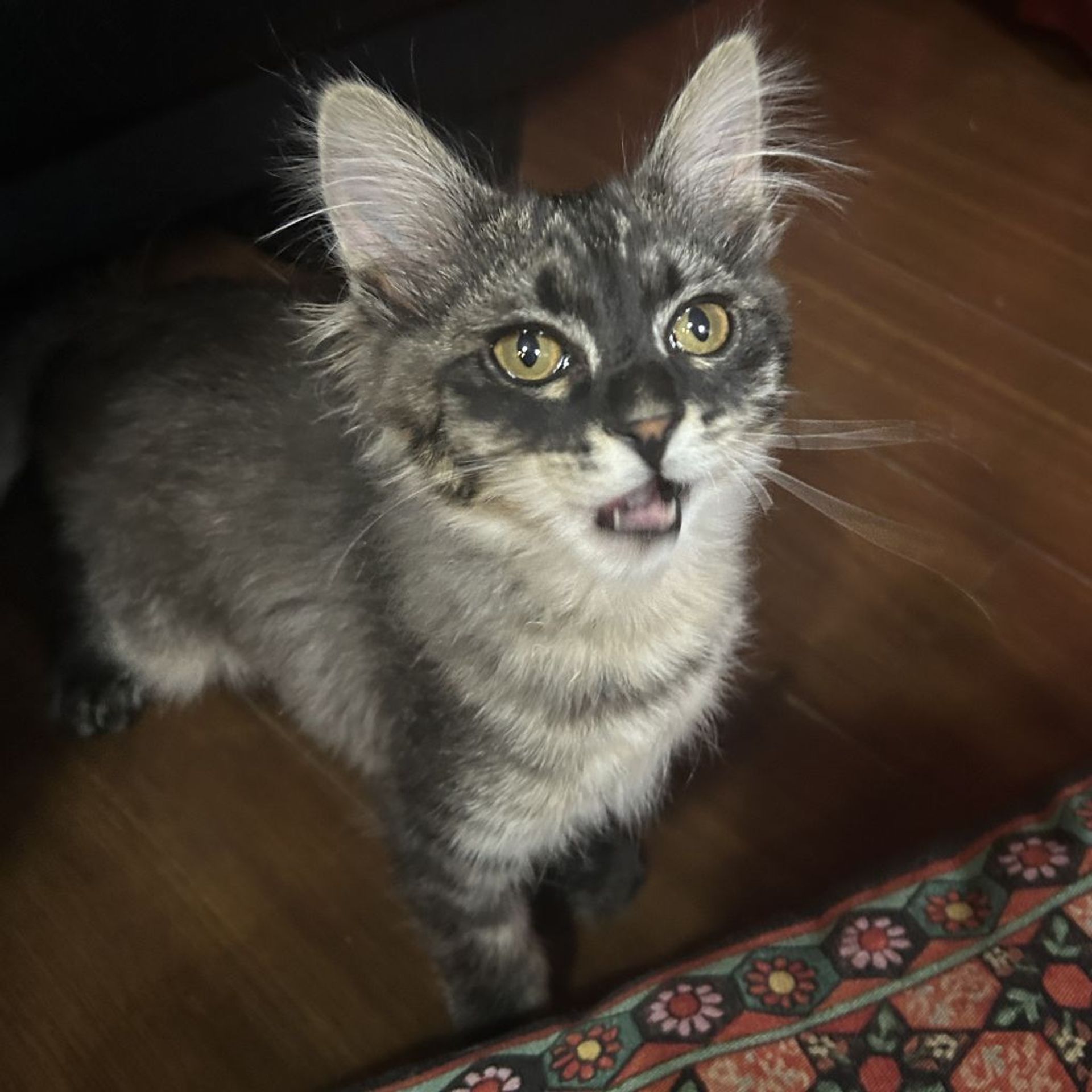 雑種（ミックス猫）・オスの里親募集の写真