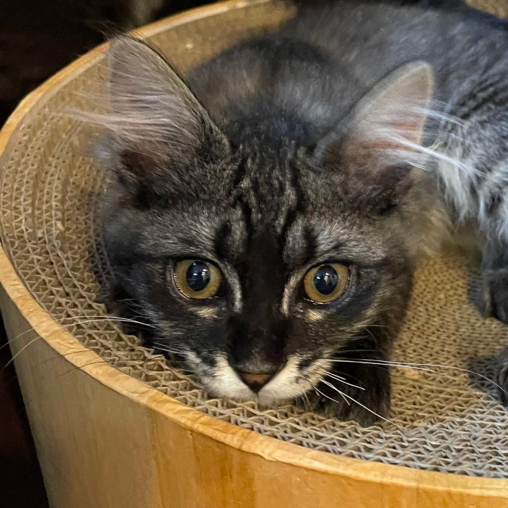 pet-image-9