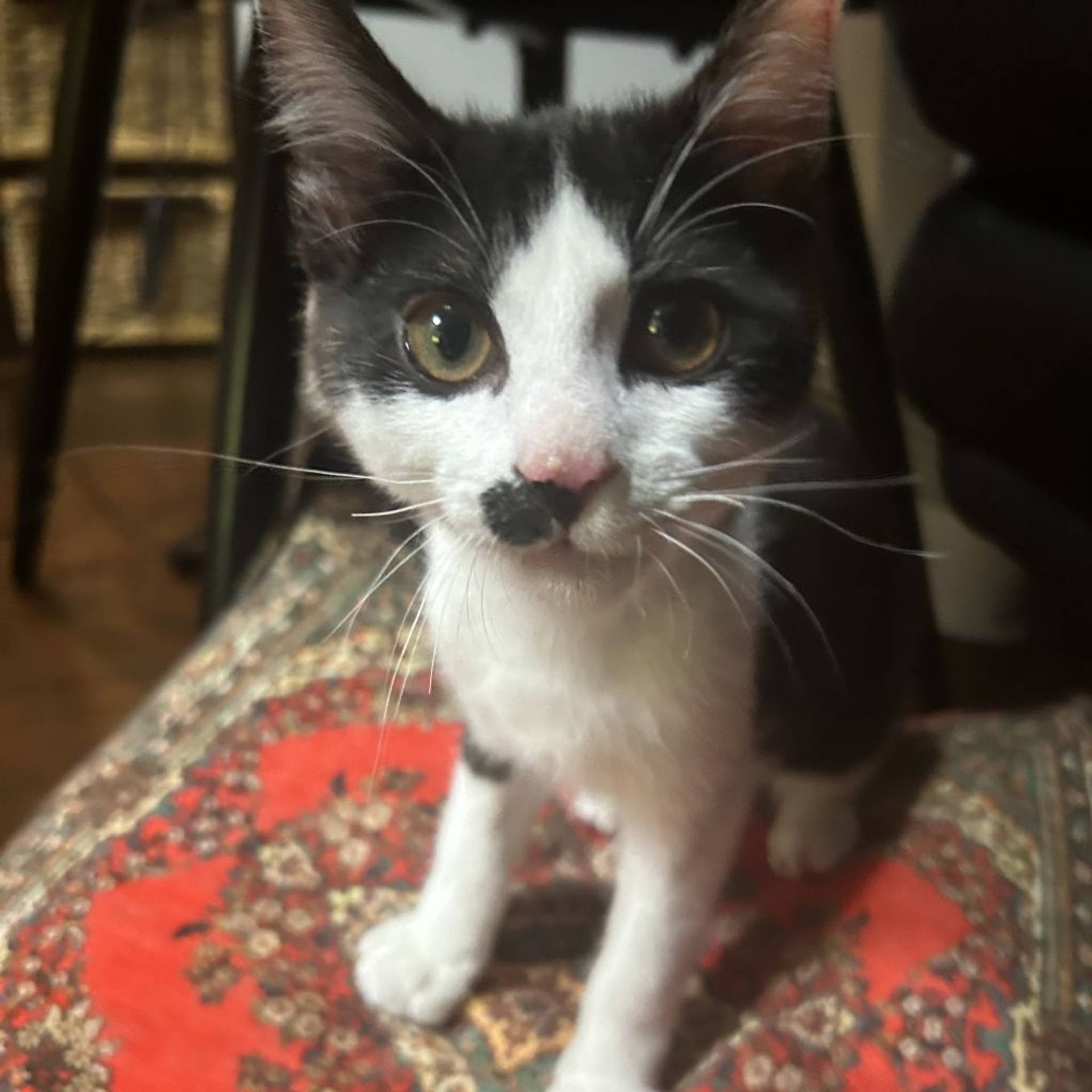 雑種（ミックス猫）・オスの里親募集の写真