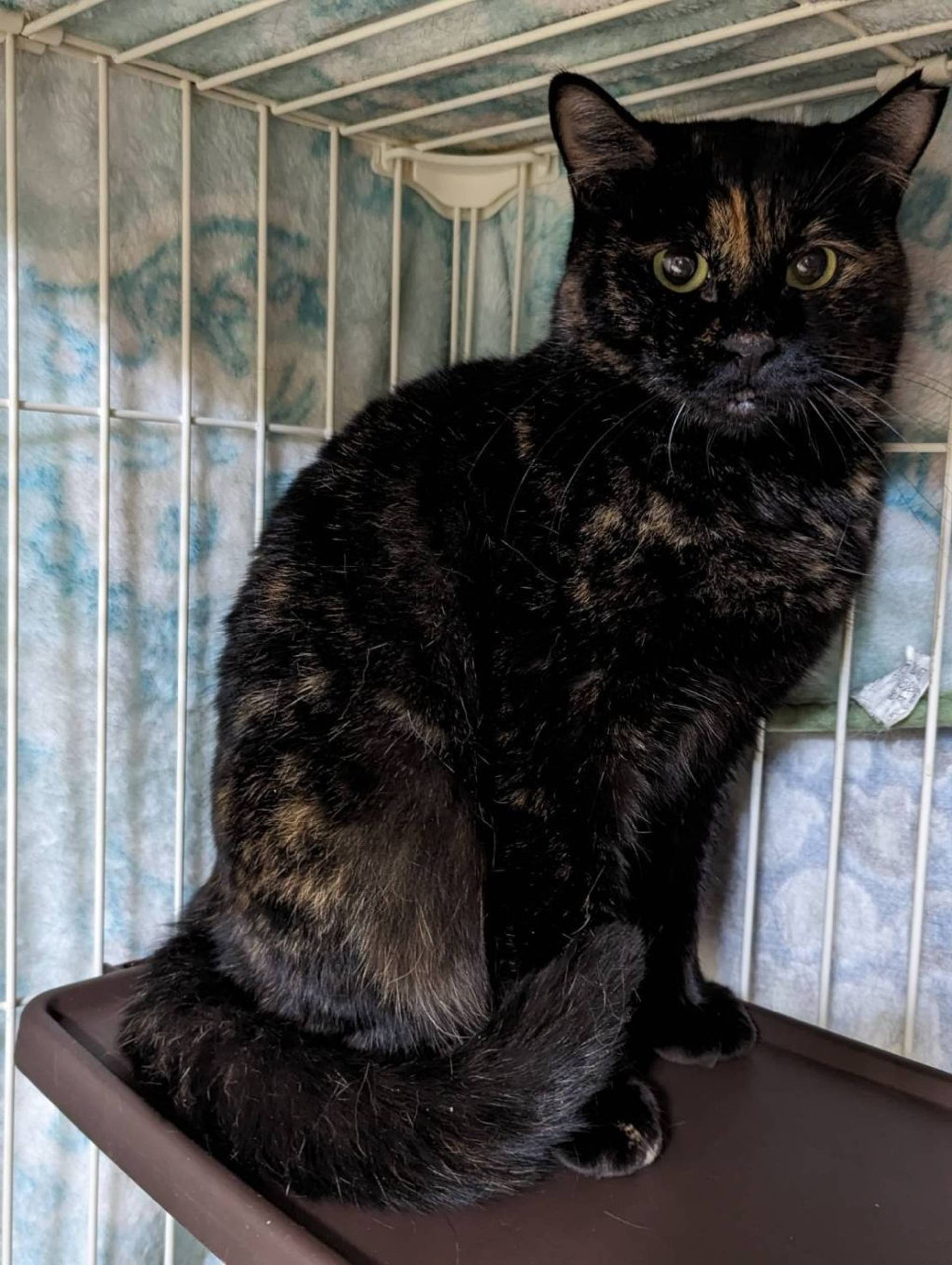 雑種（ミックス猫）・メスの里親募集の写真