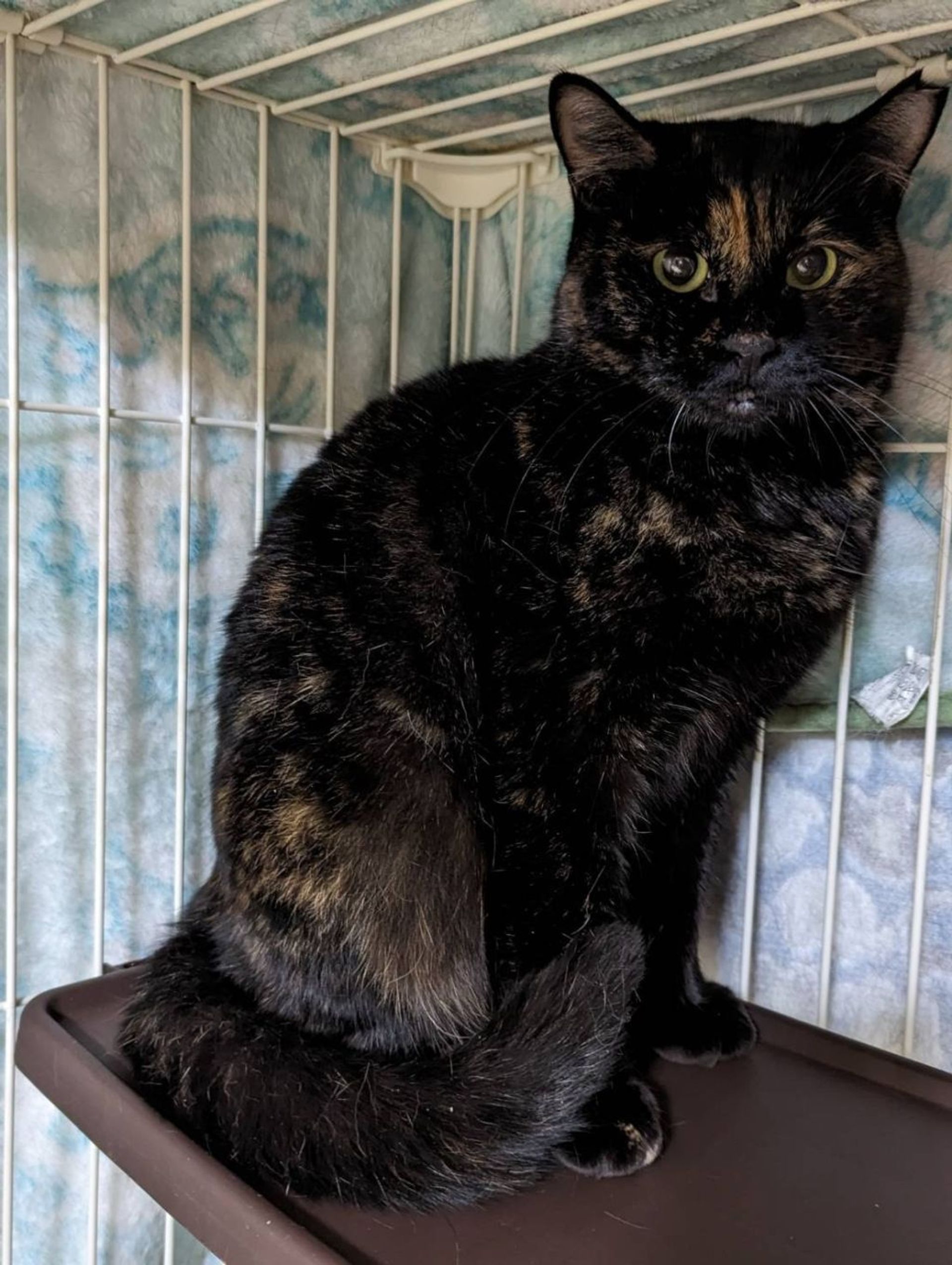 雑種（ミックス猫）・メスの里親募集の写真