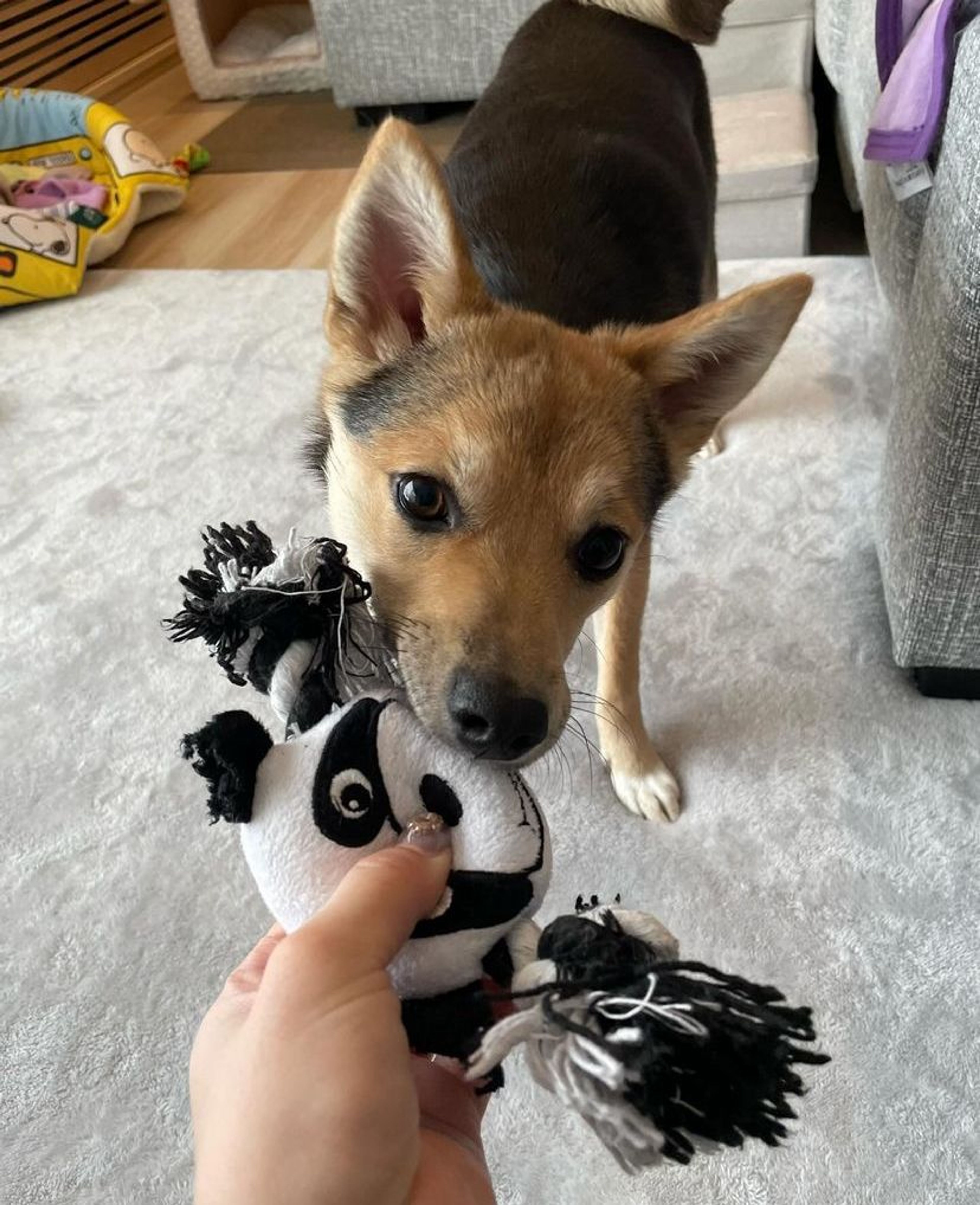 pet-image-3