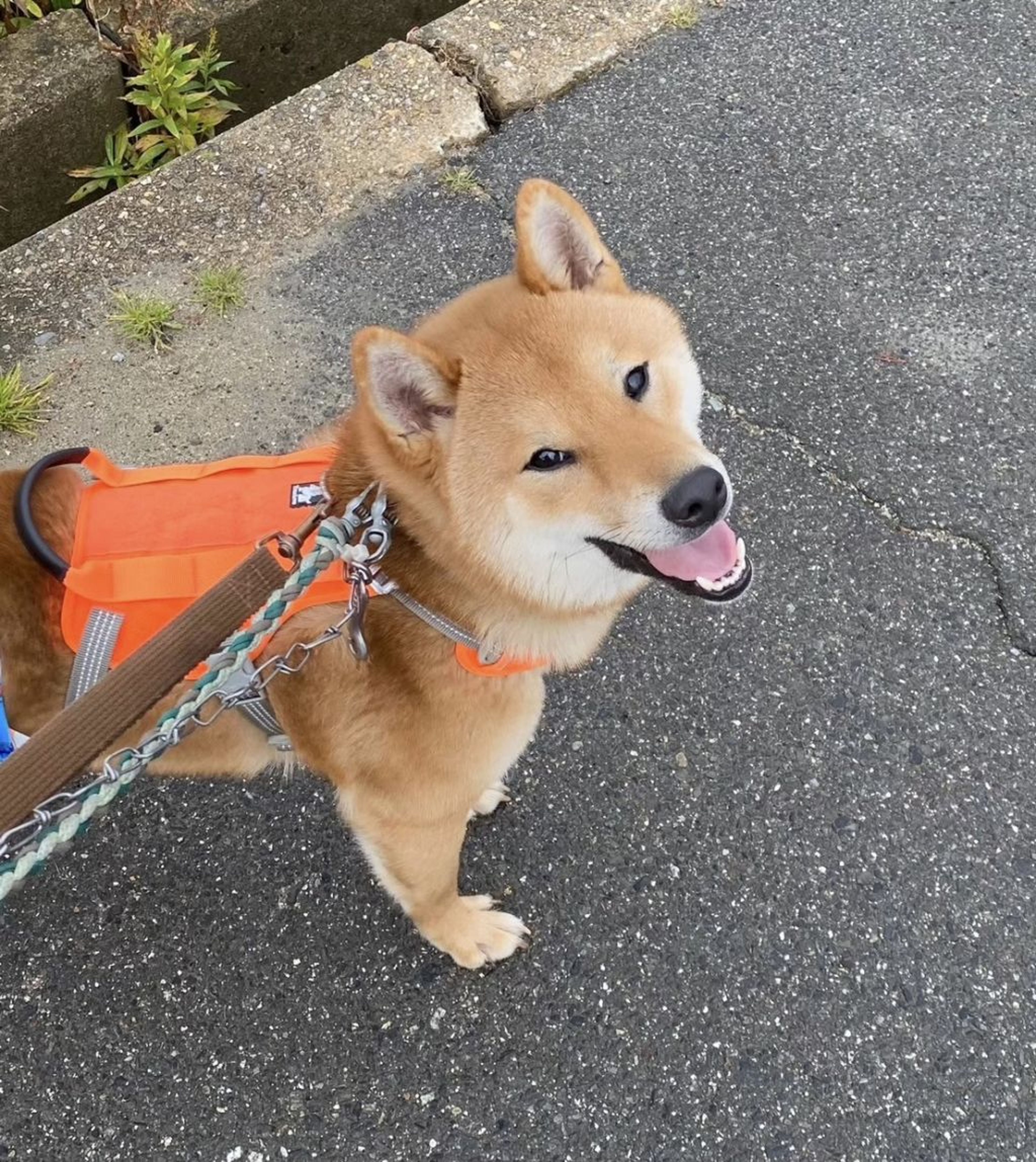 柴犬・オスの里親募集の写真